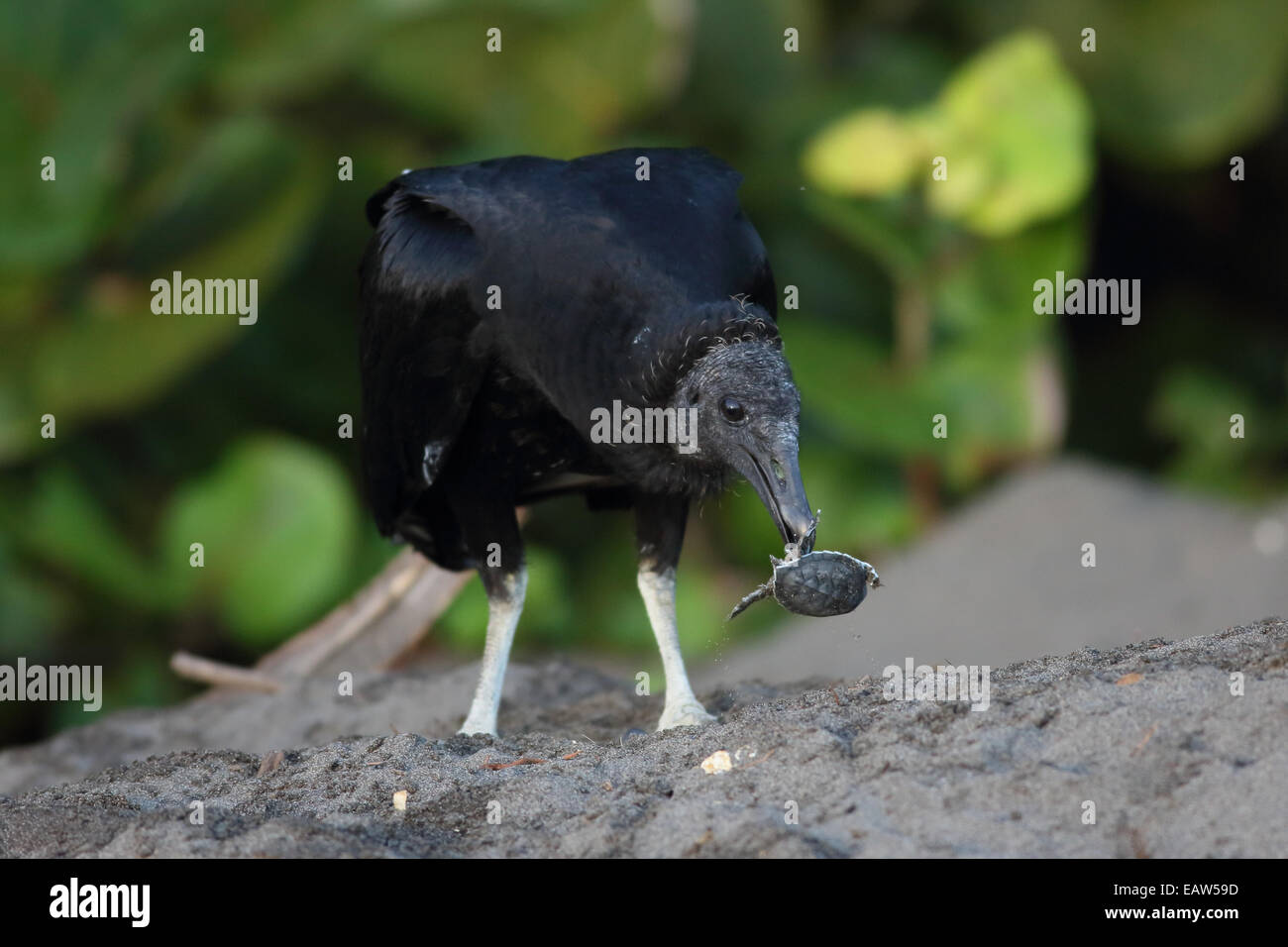 Black vulture (Coragyps atratus) eating green turtle hatchling (Chelonia mydas). Tortuguero National Park, Costa Rica. Stock Photo