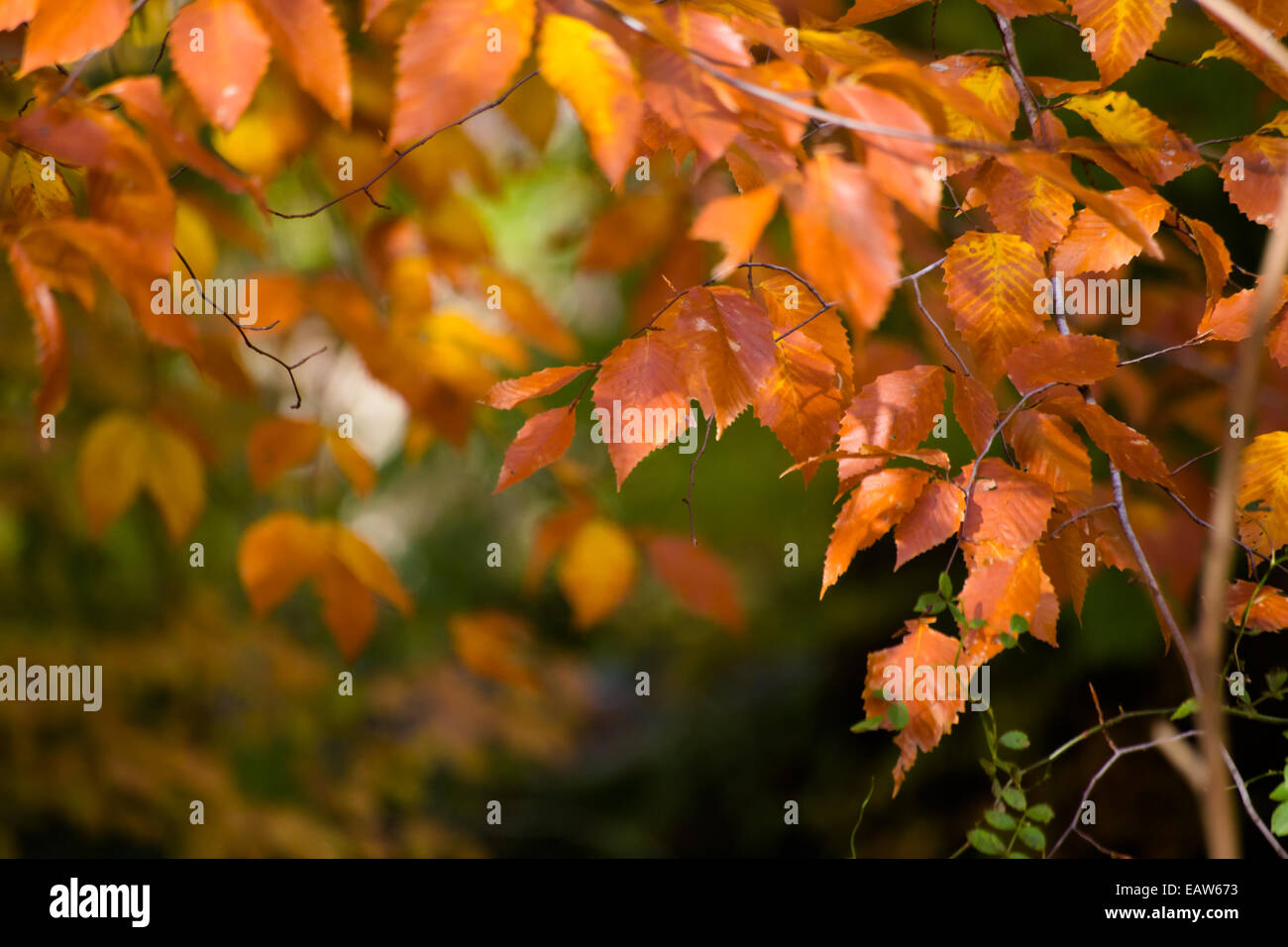 Autumn leaf background image Stock Photo