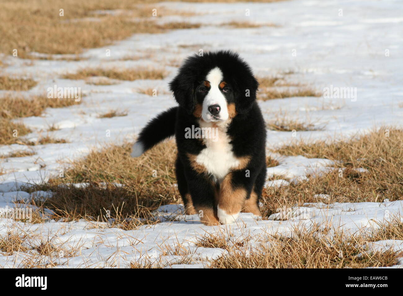 3 month old bernese mountain dog 2025
