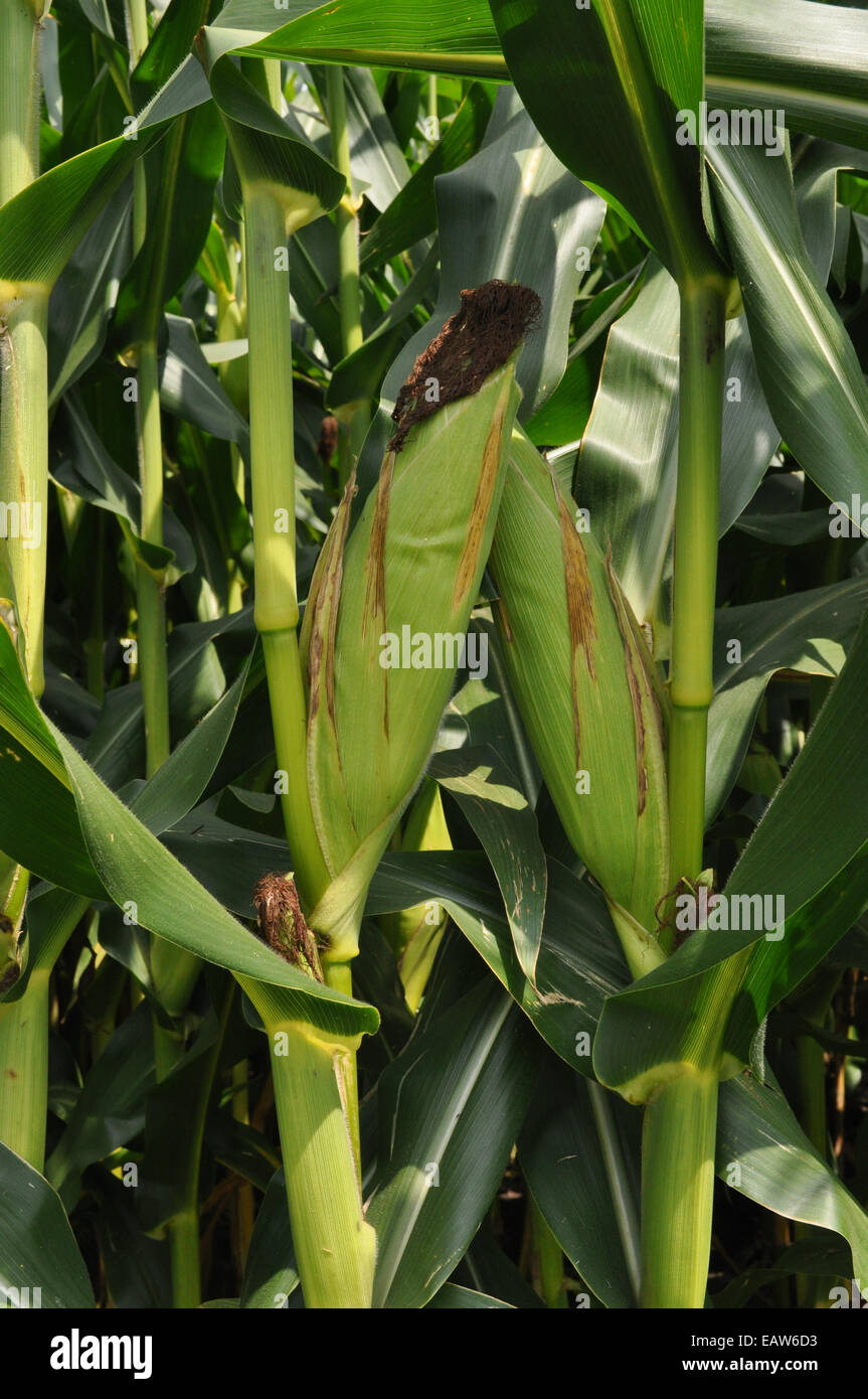 A Corn crop on a Farm in North Carolina Stock Photo Alamy