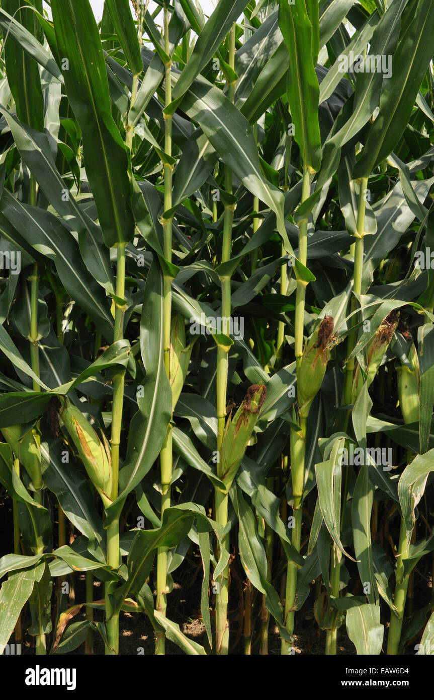 A Corn crop on a Farm in North Carolina Stock Photo Alamy