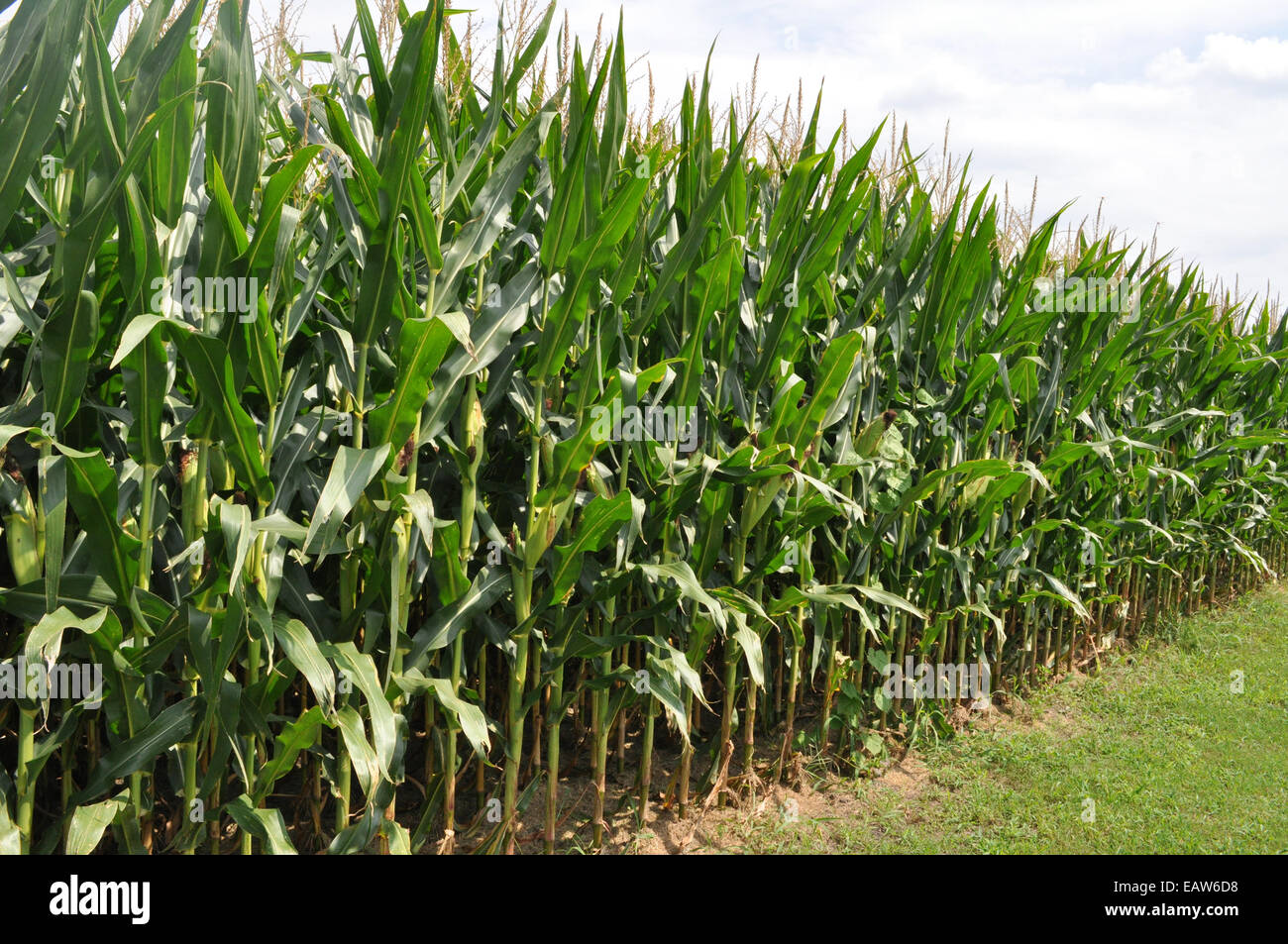 A Corn crop on a Farm in North Carolina Stock Photo Alamy
