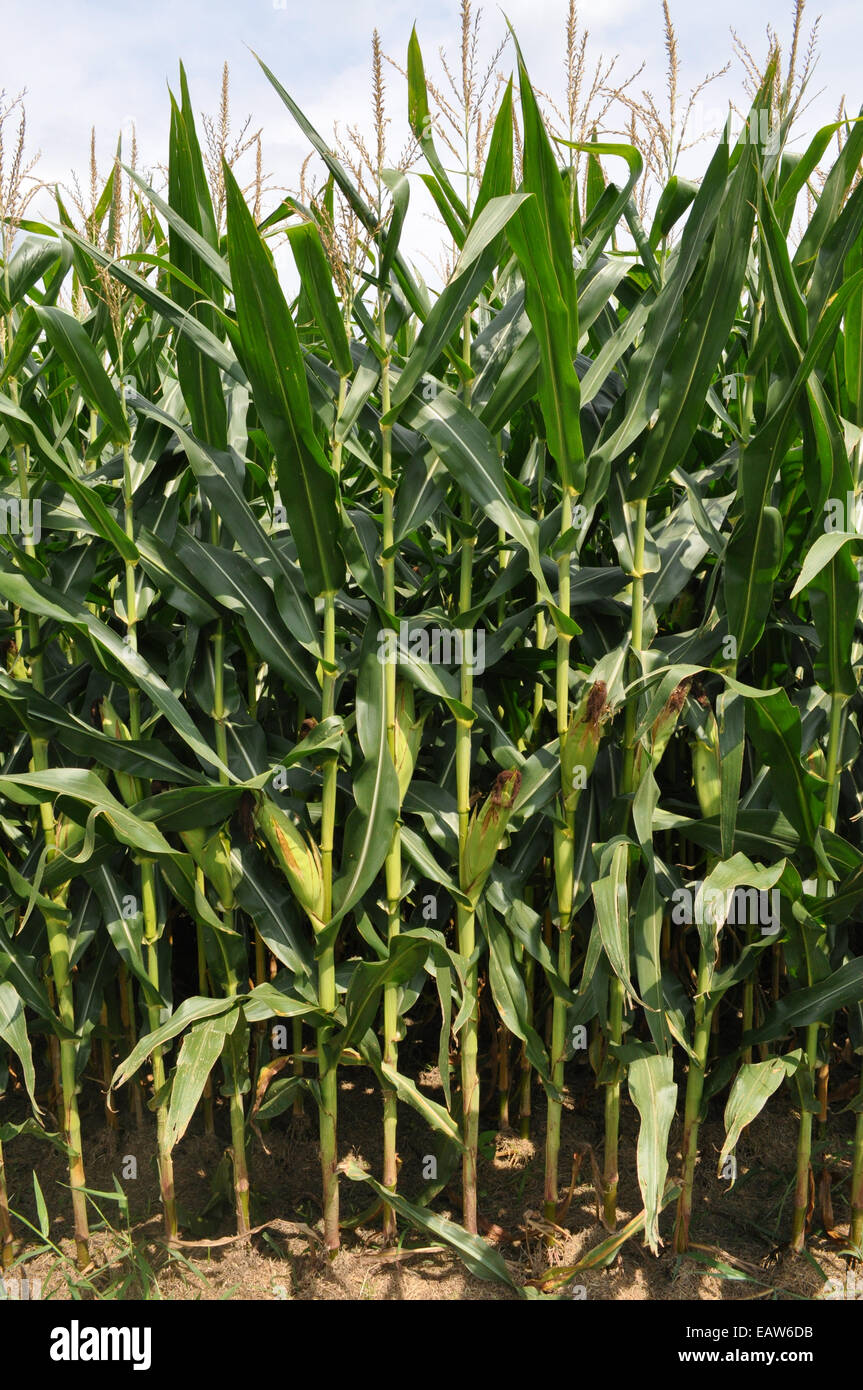 A Corn crop on a Farm in North Carolina Stock Photo Alamy
