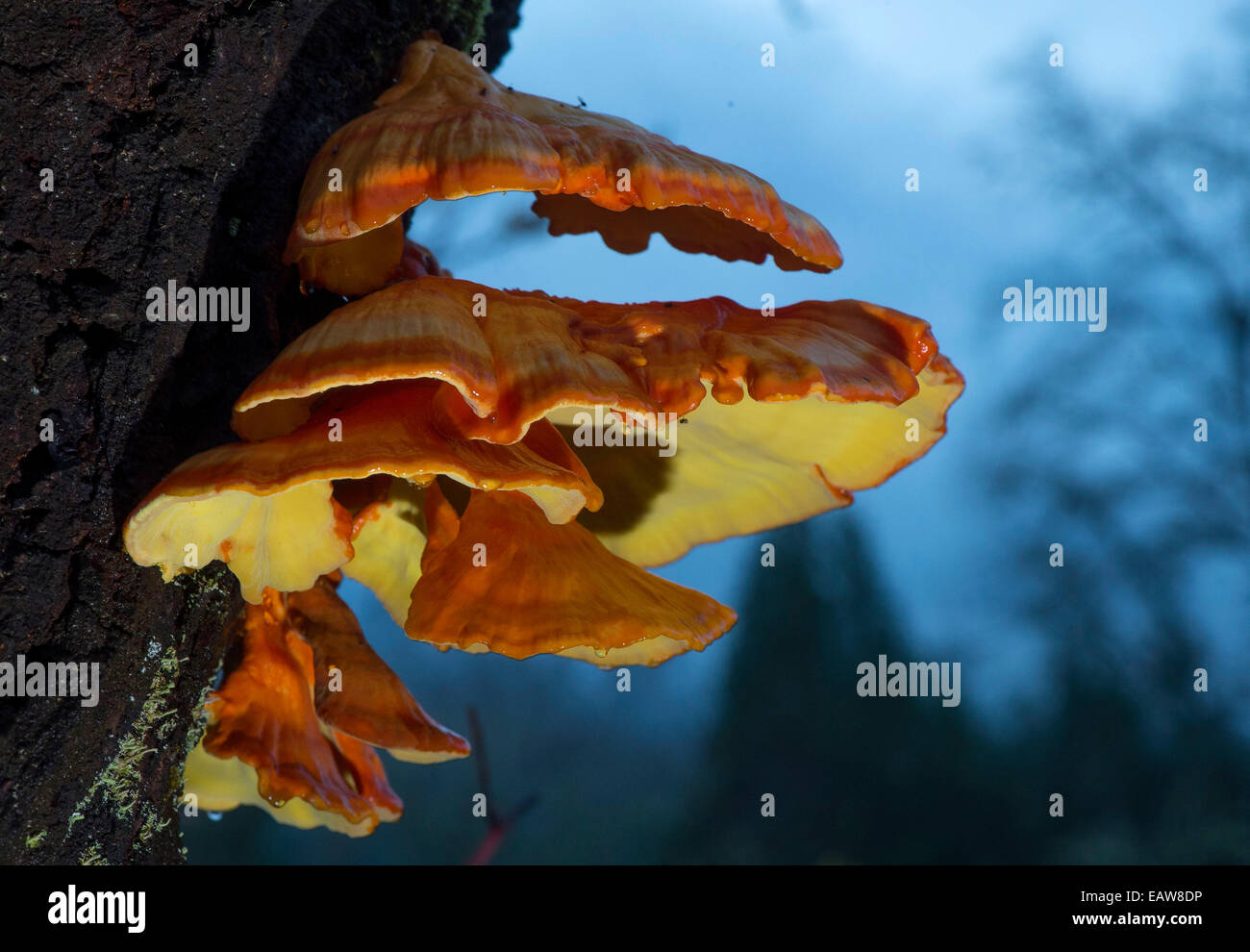 Elkton, Oregon, USA. 20th Nov, 2014. A large orange and yellow shelf fungus grows on the trunk of a tree along the Umpqua River near Elkton. The cool damp fall weather in southwestern Oregon if perfect for the growth of fungus and mushrooms. © Robin Loznak/ZUMA Wire/Alamy Live News Stock Photo