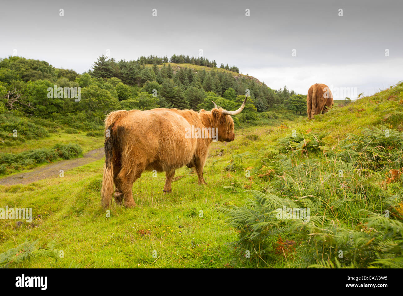 Highland cow isle mull scotland hi-res stock photography and images - Alamy