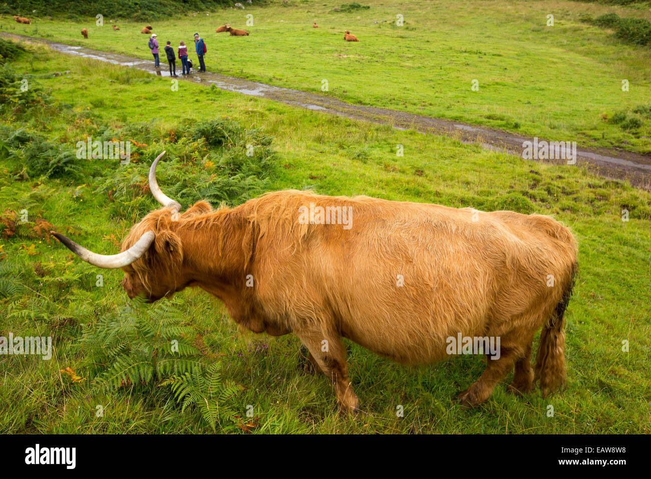 Highland cow isle mull scotland hi-res stock photography and images - Alamy