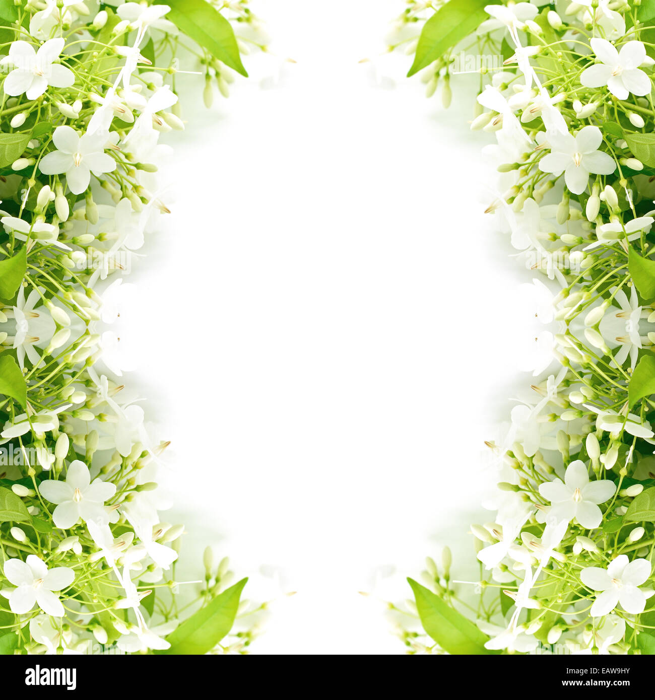 Tropical white and fragrant flower, Wild Water Plum (Wrightia religiosa), isolated on white Stock Photo