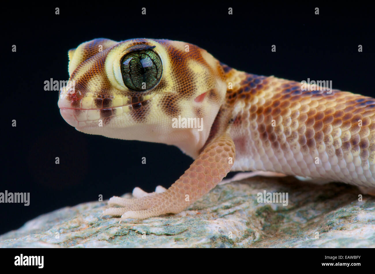 Wonder gecko / Teratoscincus scincus Stock Photo