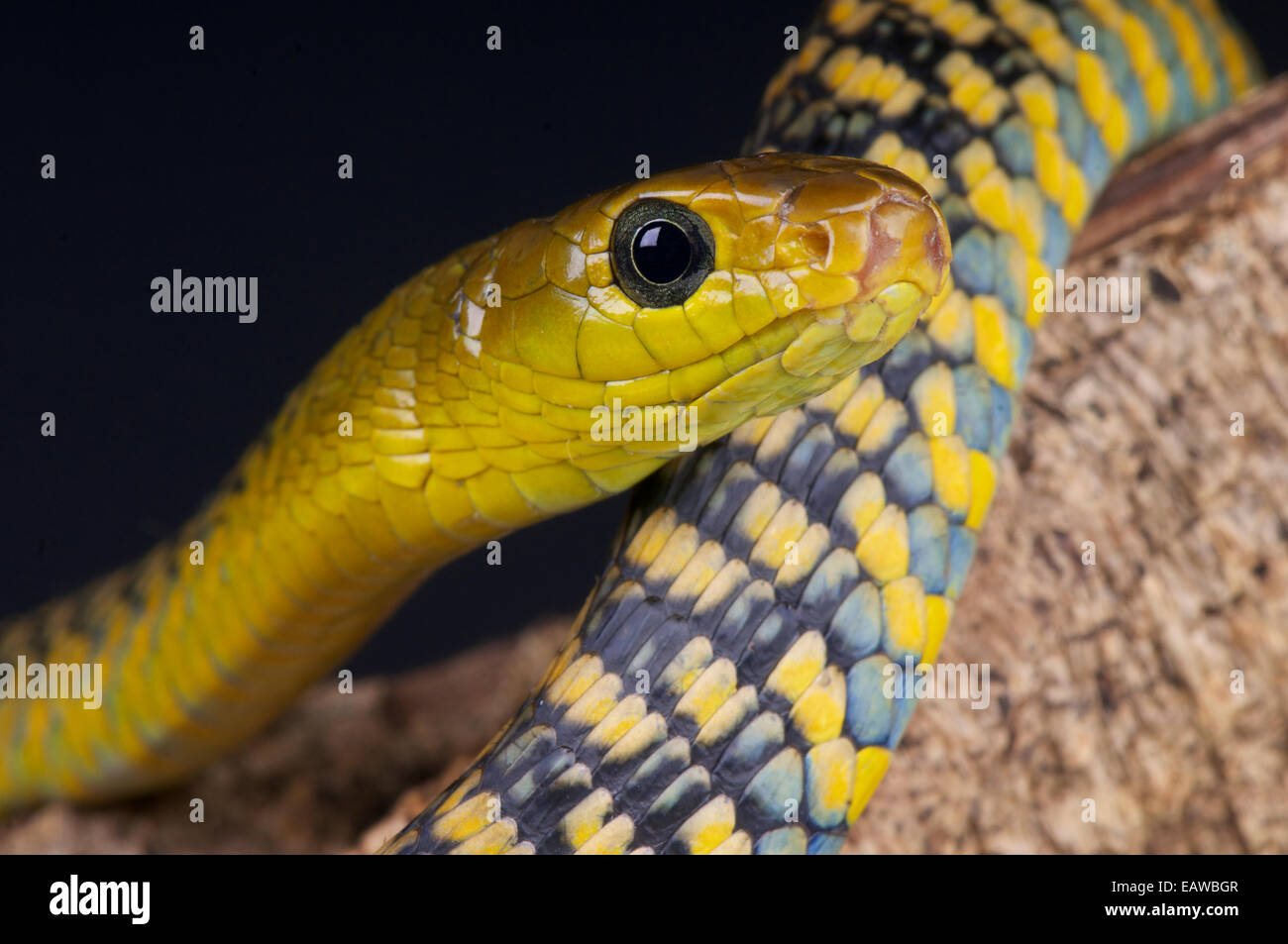 Tree snake / Thrasops jackonii Stock Photo