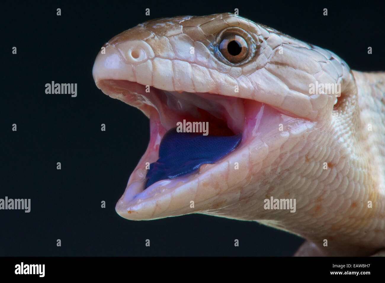 Blue-tongued skink / Tiliqua gigas Stock Photo