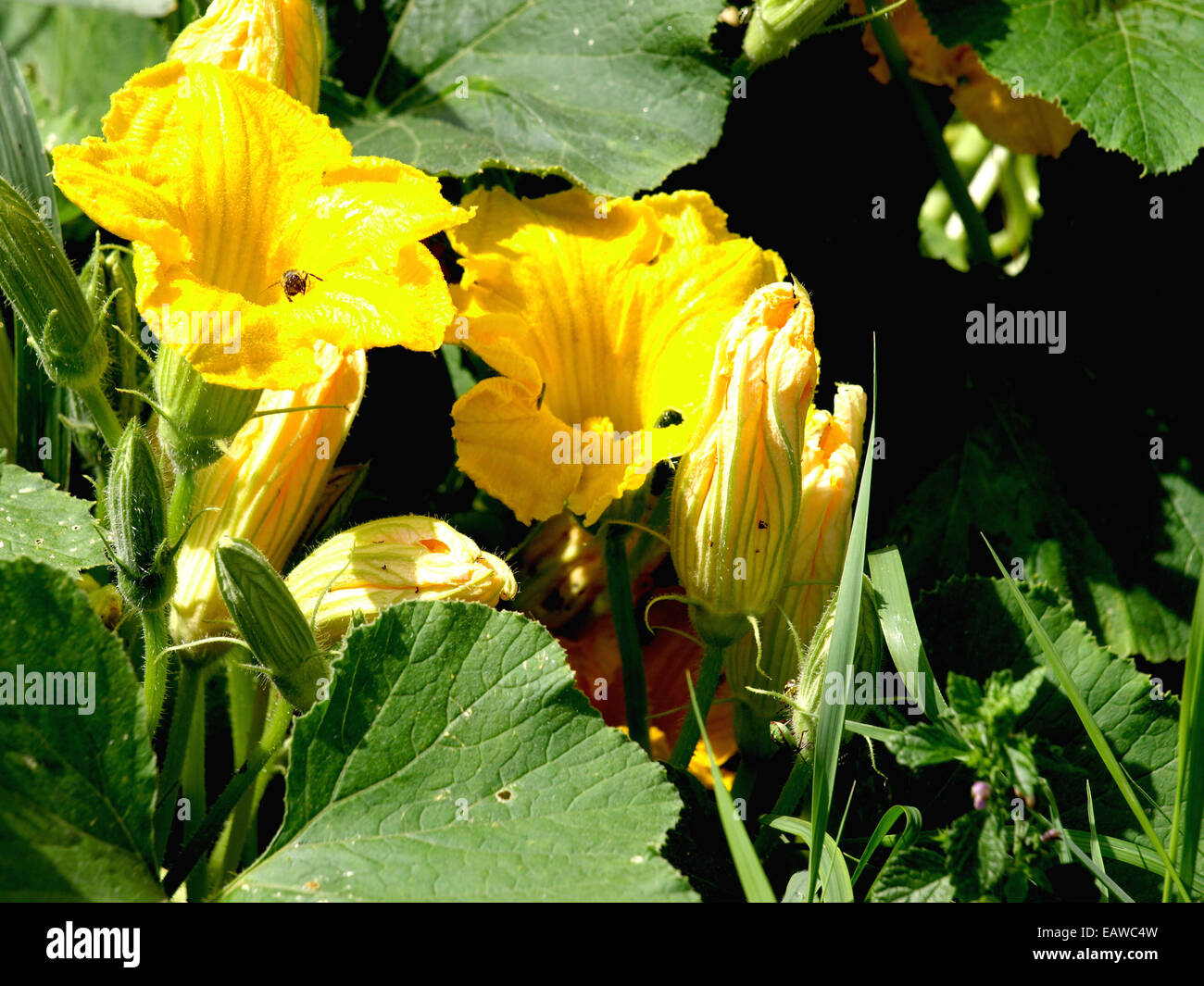Pumpkin with yellow flowers growing in the field Stock Photo