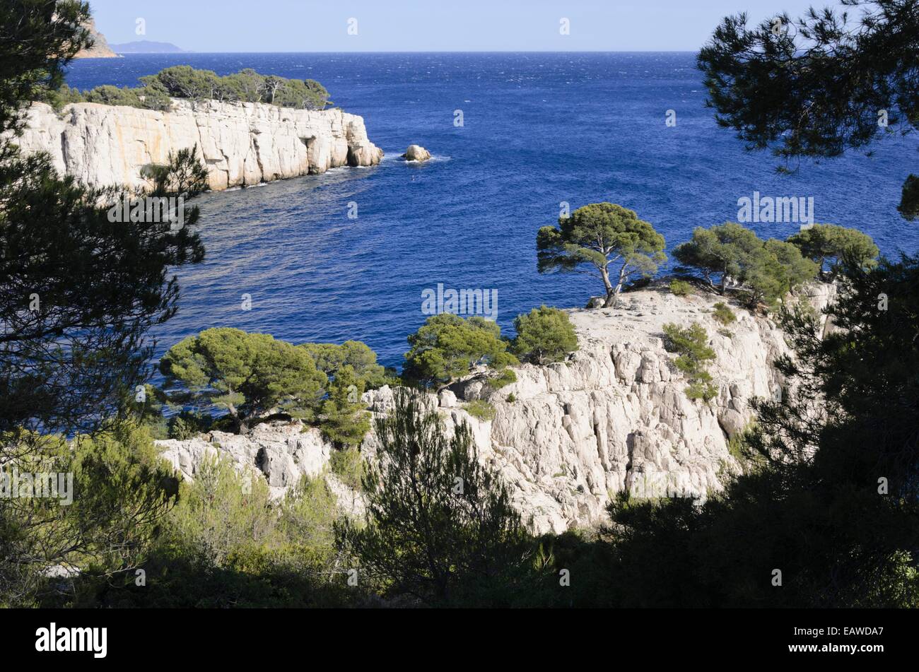 Aleppo pines (Pinus halepensis) at Calanque de Port-Pin, Calanques National Park, France Stock Photo