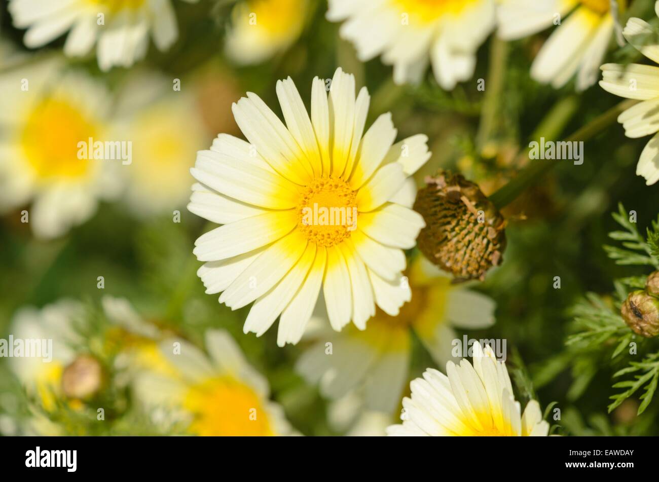 Var Garland Garland chrysanthemum (Glebionis coronaria var. discolor syn. Pinardia ...