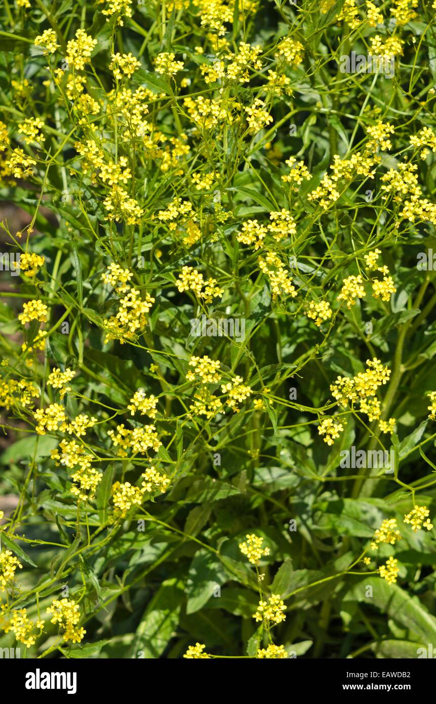 Erucastrum nasturtiifolium Stock Photo