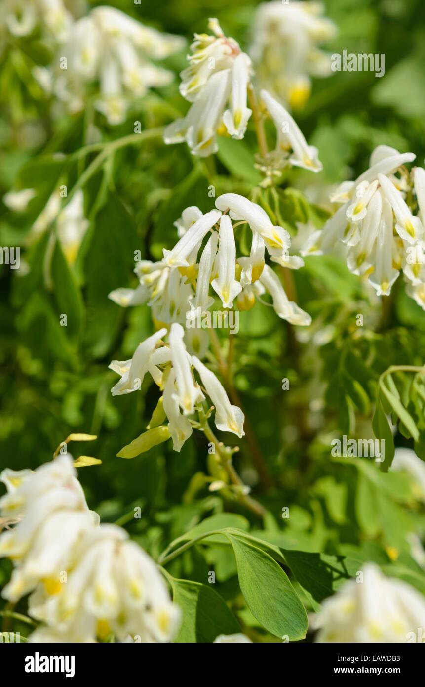 White corydalis (Pseudofumaria alba syn. Corydalis ochroleuca) Stock Photo