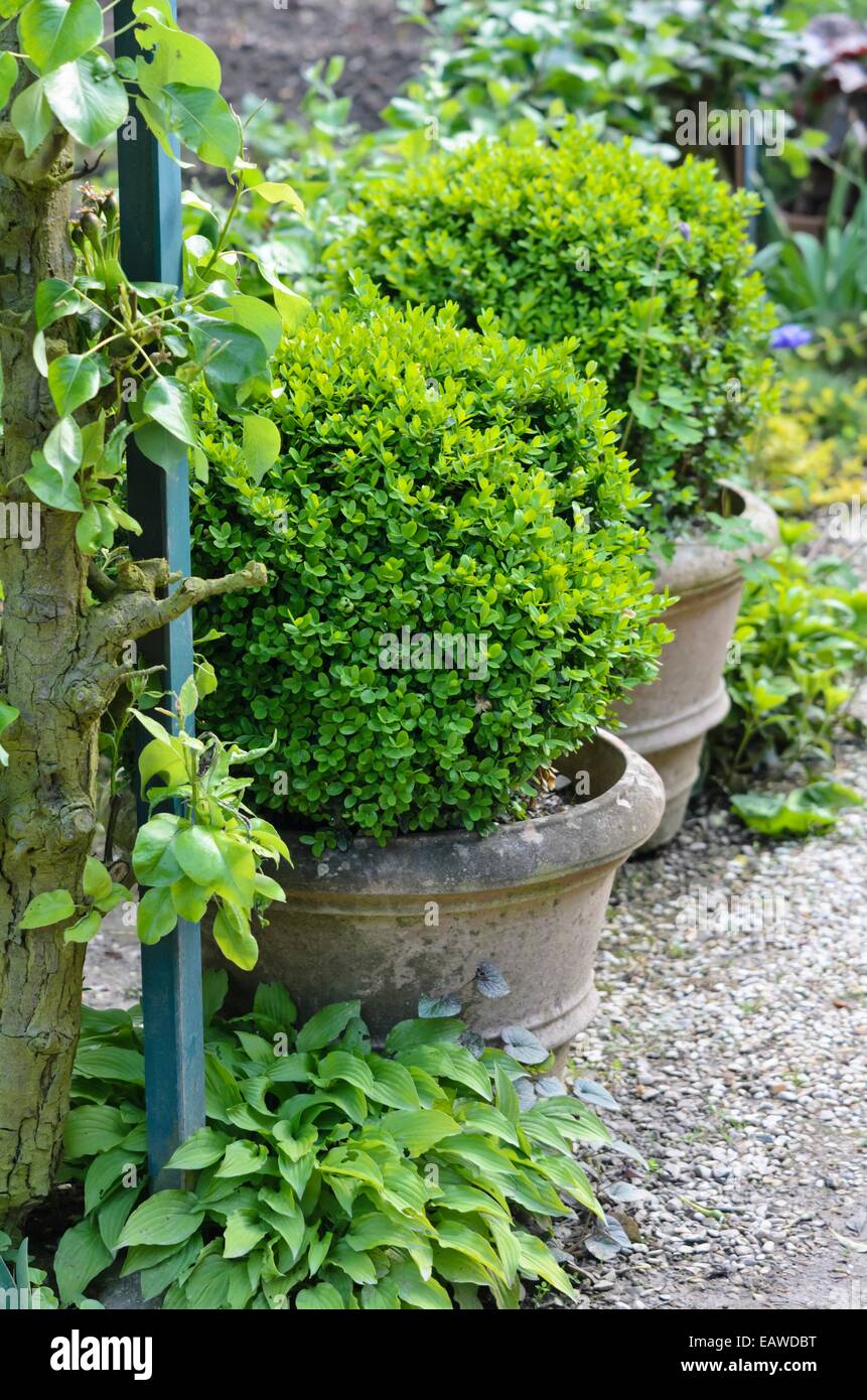 Common boxwood (Buxus sempervirens) in flower tubs Stock Photo - Alamy