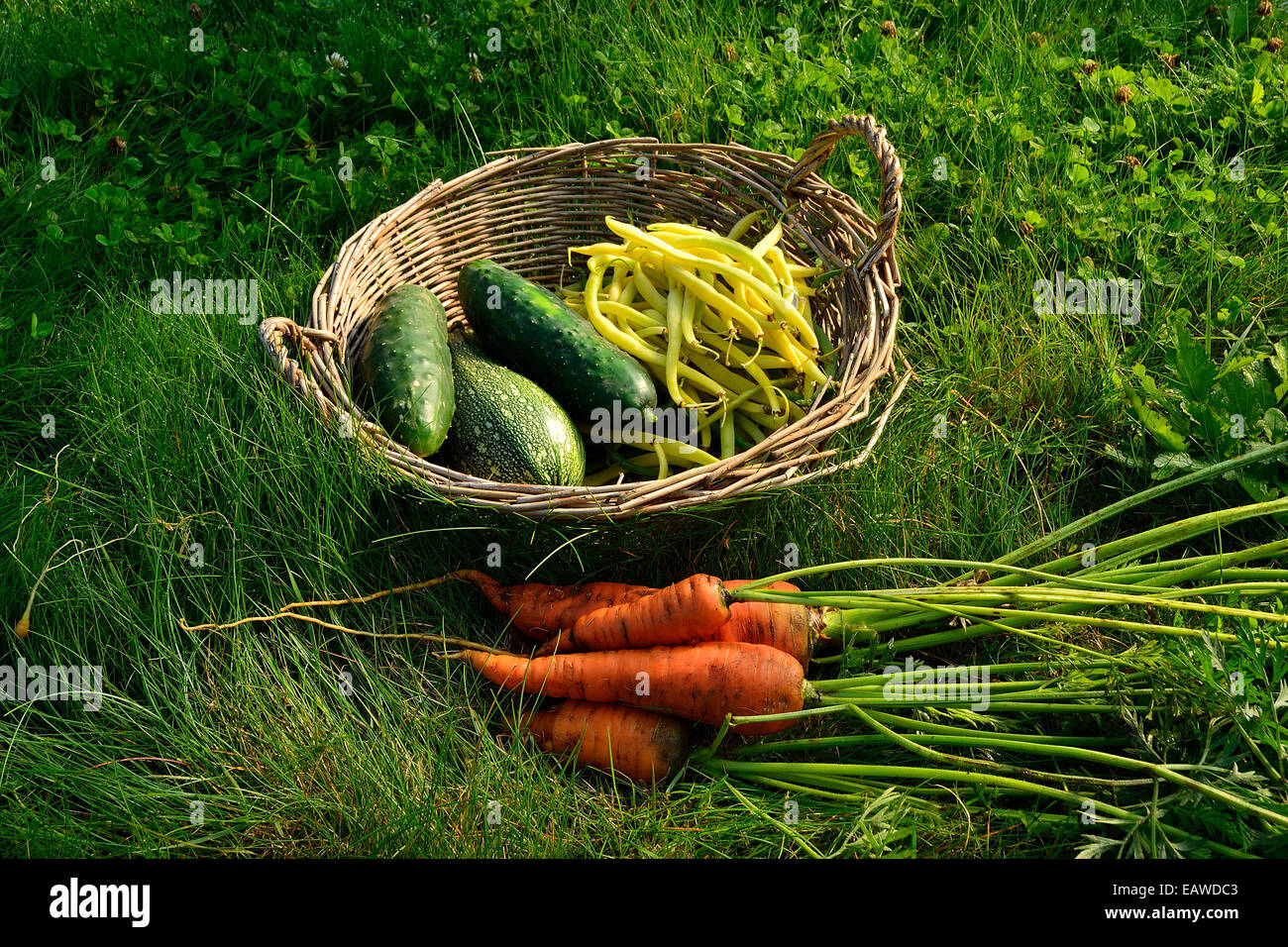 Crop of the vegetables of the garden: cucumbers, zucchini, beans ('Rocquencourt' variety), carrots. Stock Photo