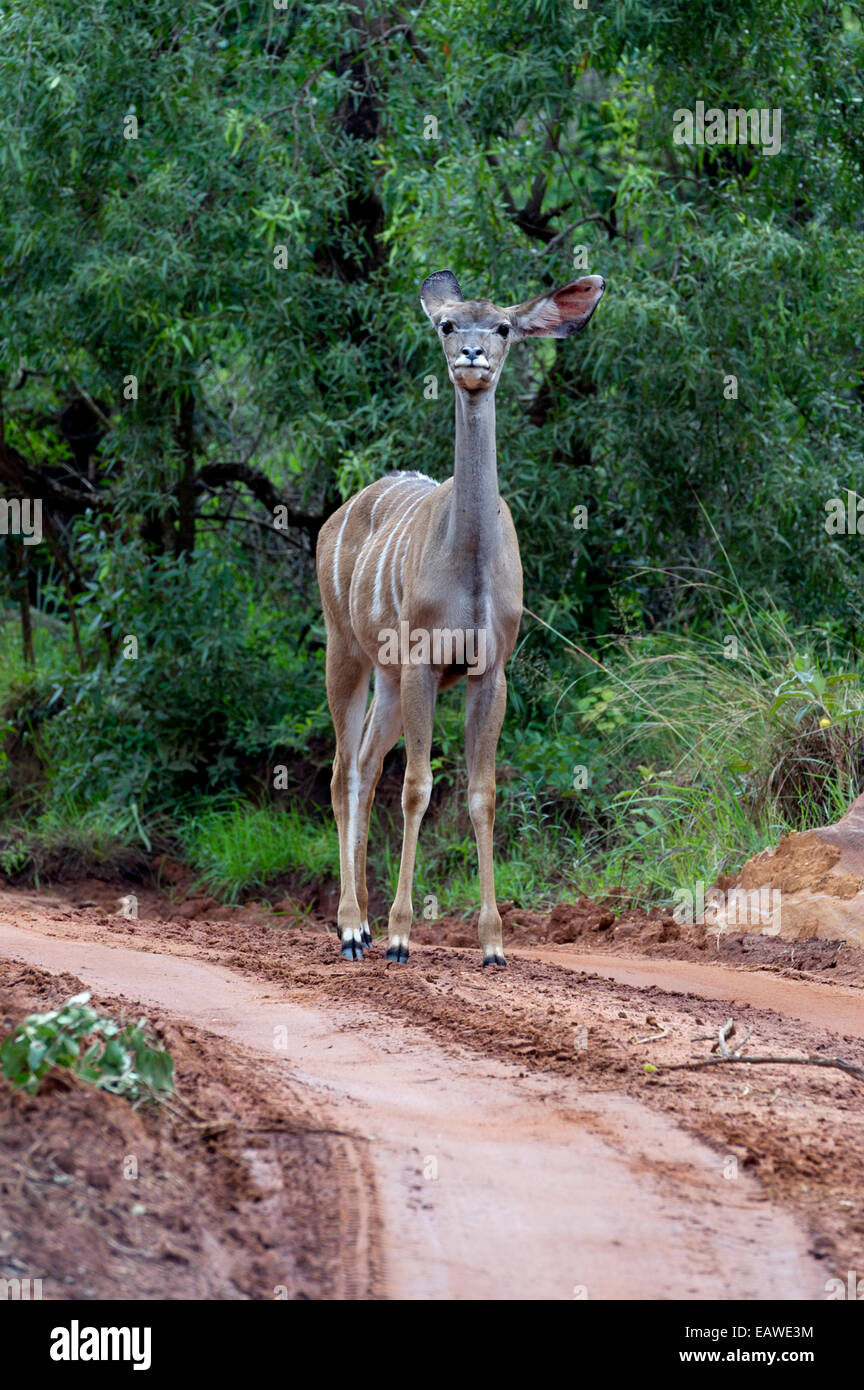 An alert female Greater Kudu pauses on a sandy forest track listening. Stock Photo