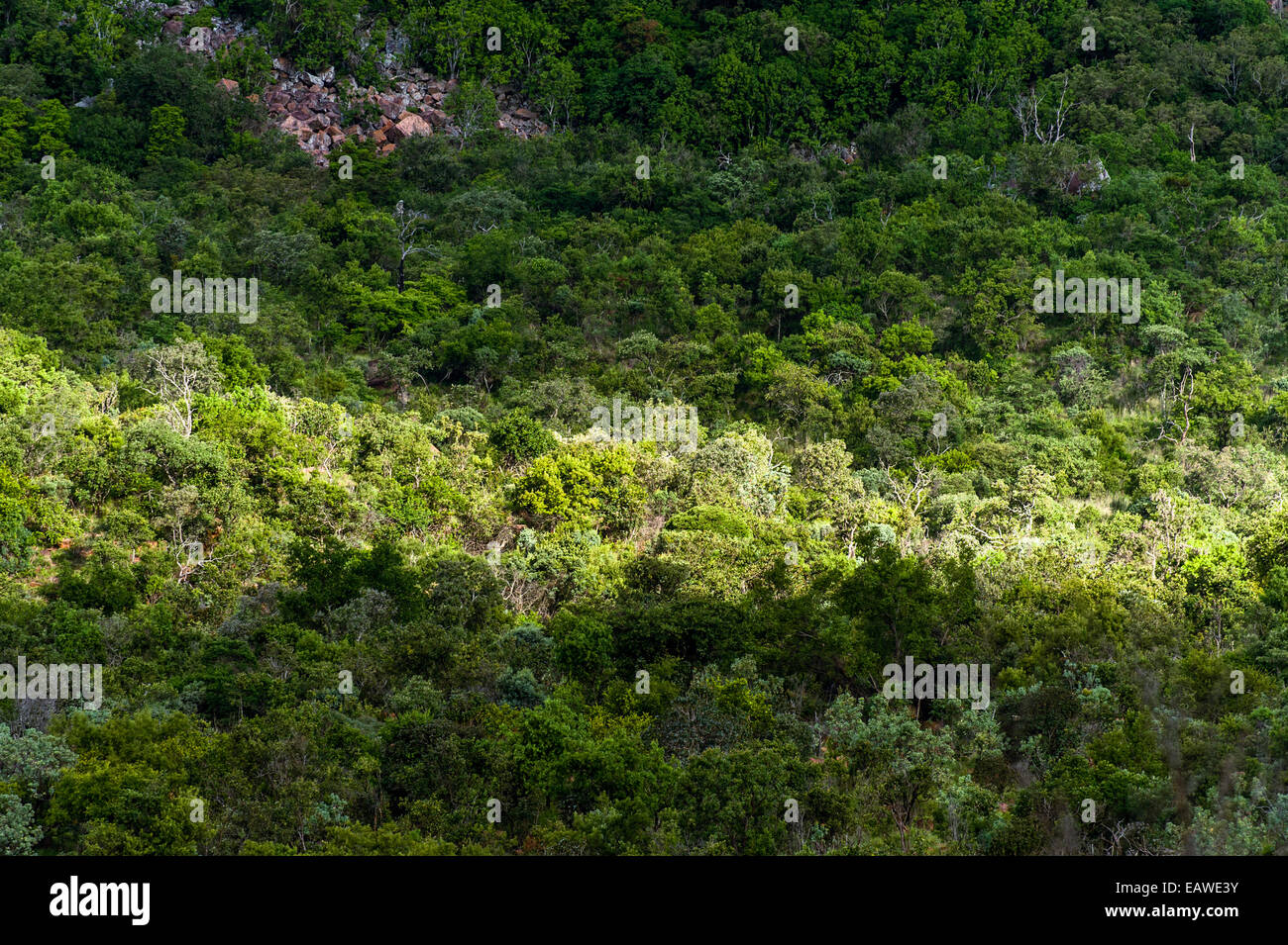 A sun ray illuminates a patch of dense, green forest canopy. Stock Photo