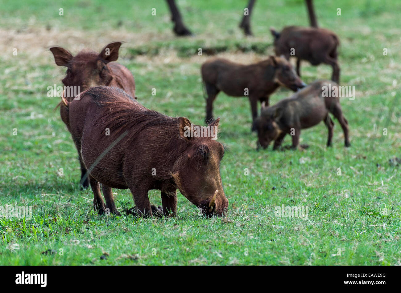 A Warthog family grazing on the short grass savannah plain. Stock Photo