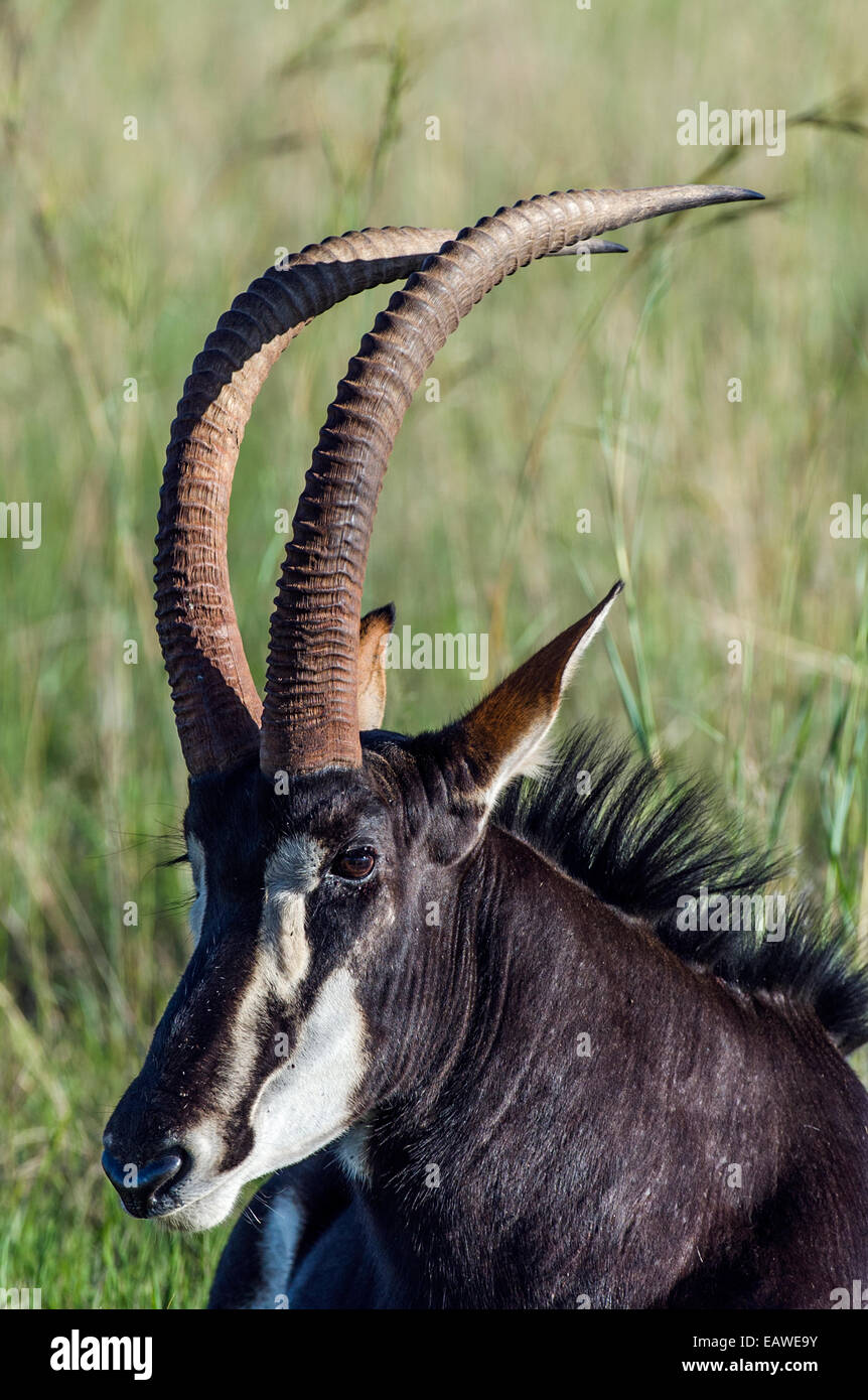 The impressive scimitar horns of Sable Antelope resting in tall grass. Stock Photo
