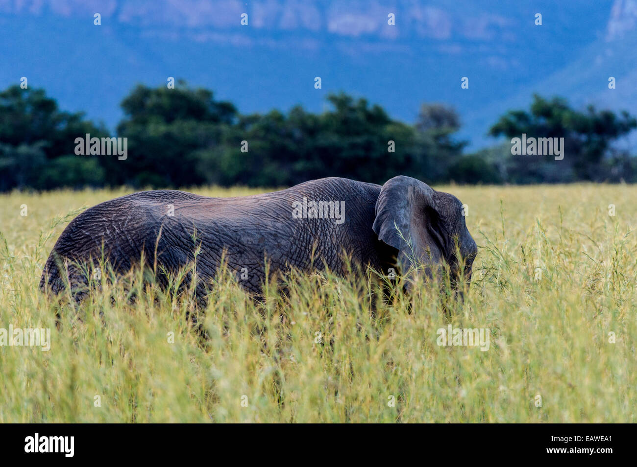 An African Elephant feeding on a plain of tall spear grass. Stock Photo
