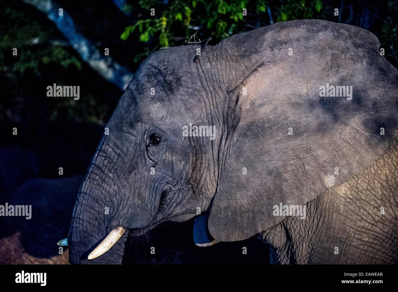 An African Elephant head emerges from the forest shadows at night. Stock Photo
