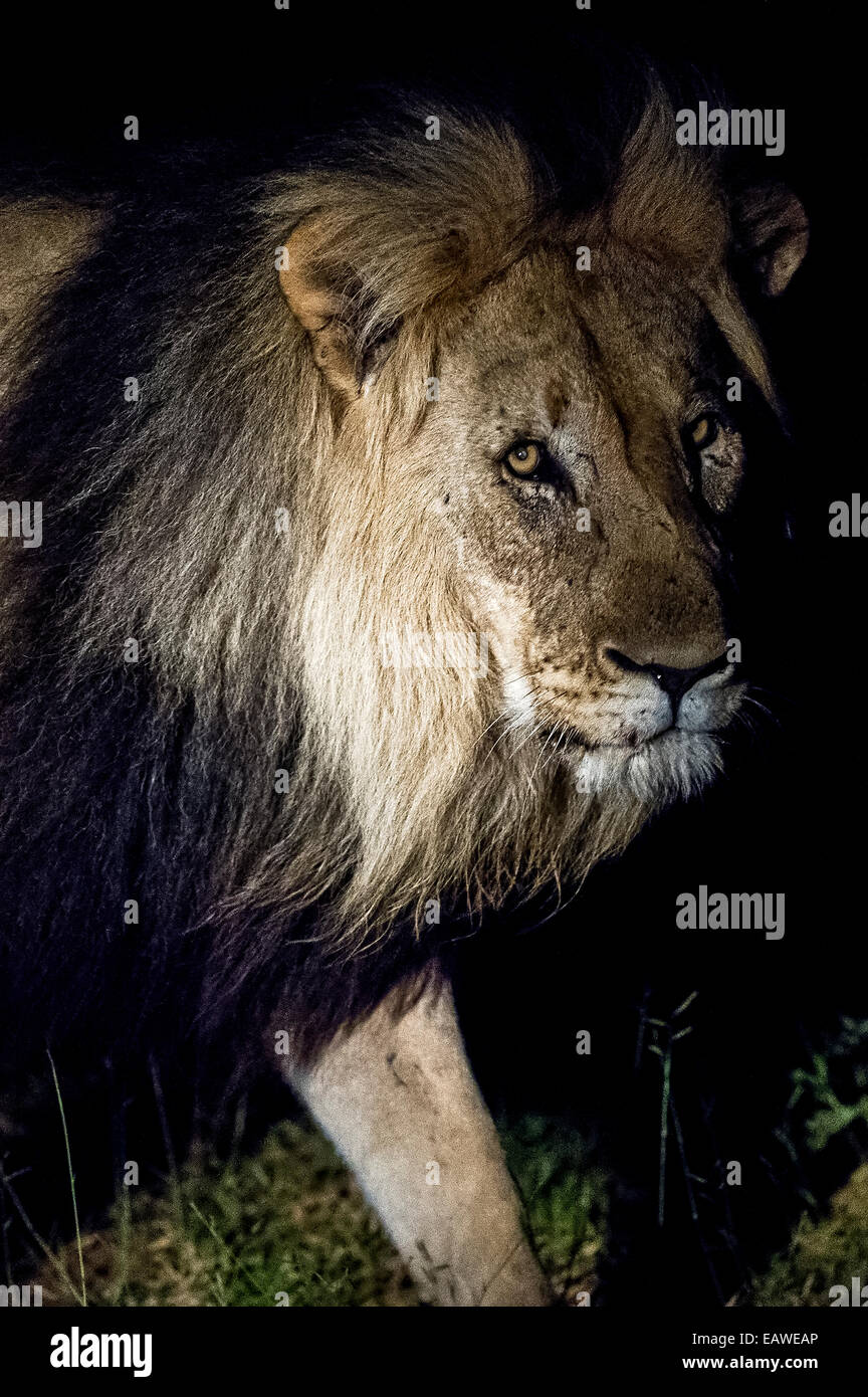 Southeast African Lion High Resolution Stock Photography and Images - Alamy