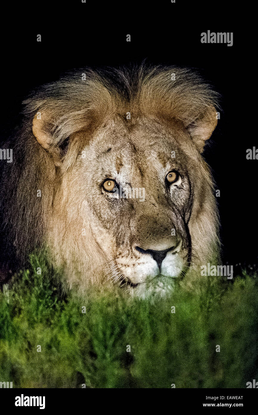 A dominant male African Lion stalking prey the savannah veld at night. Stock Photo