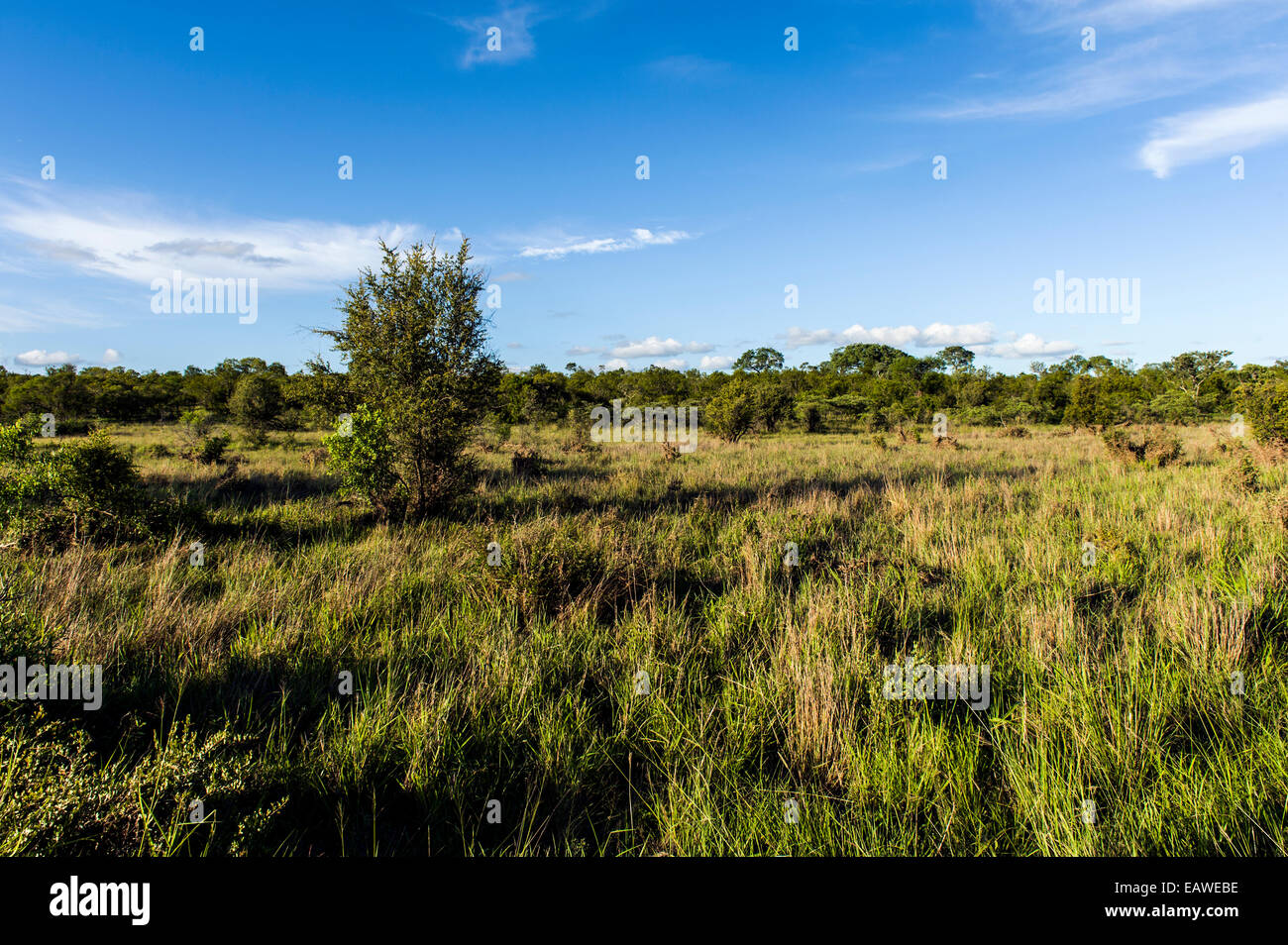 A grassland floodplain lush with new growth after the rainy season. Stock Photo