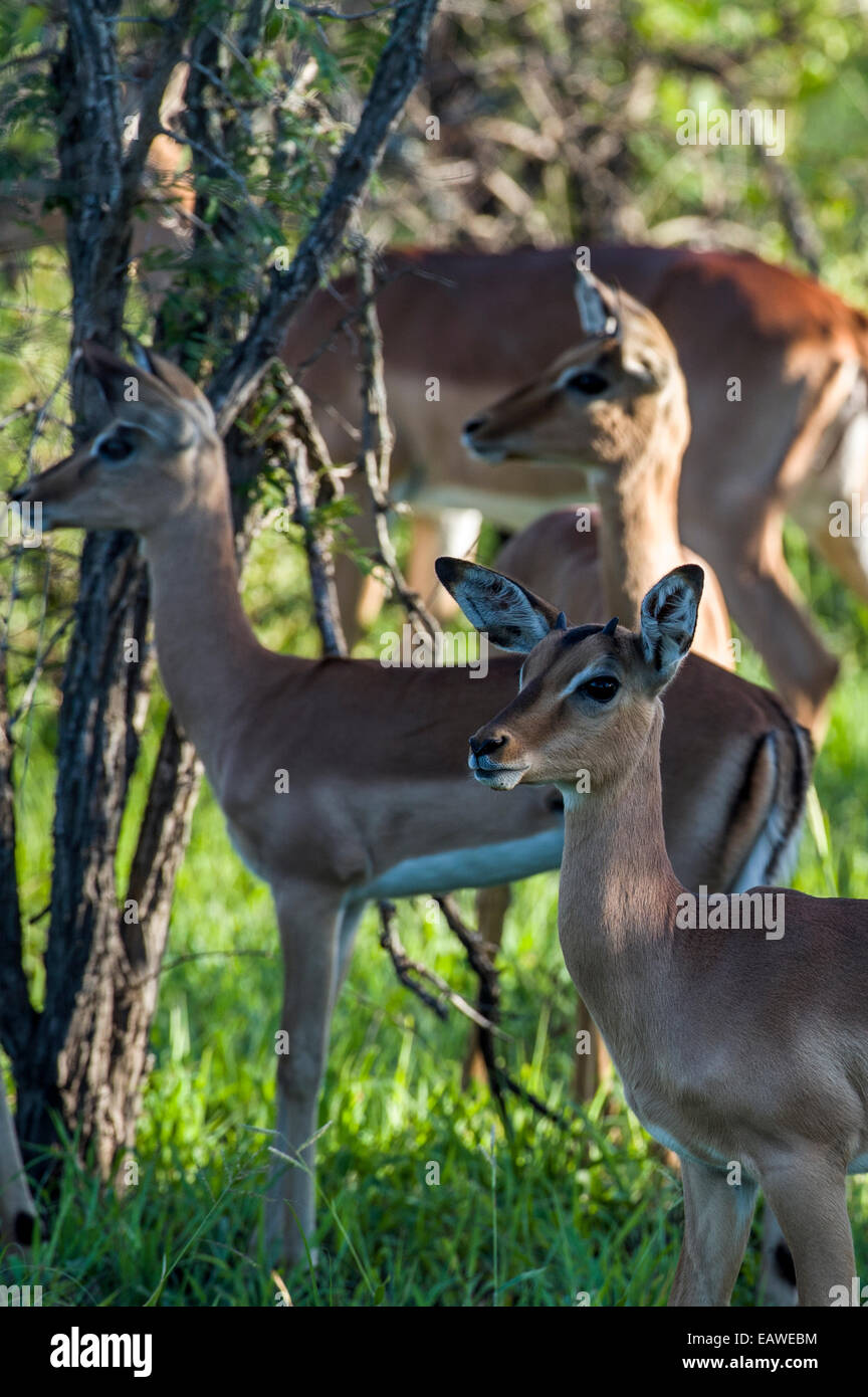 The nubs of horns appear on the head of a young male Impala in a herd. Stock Photo