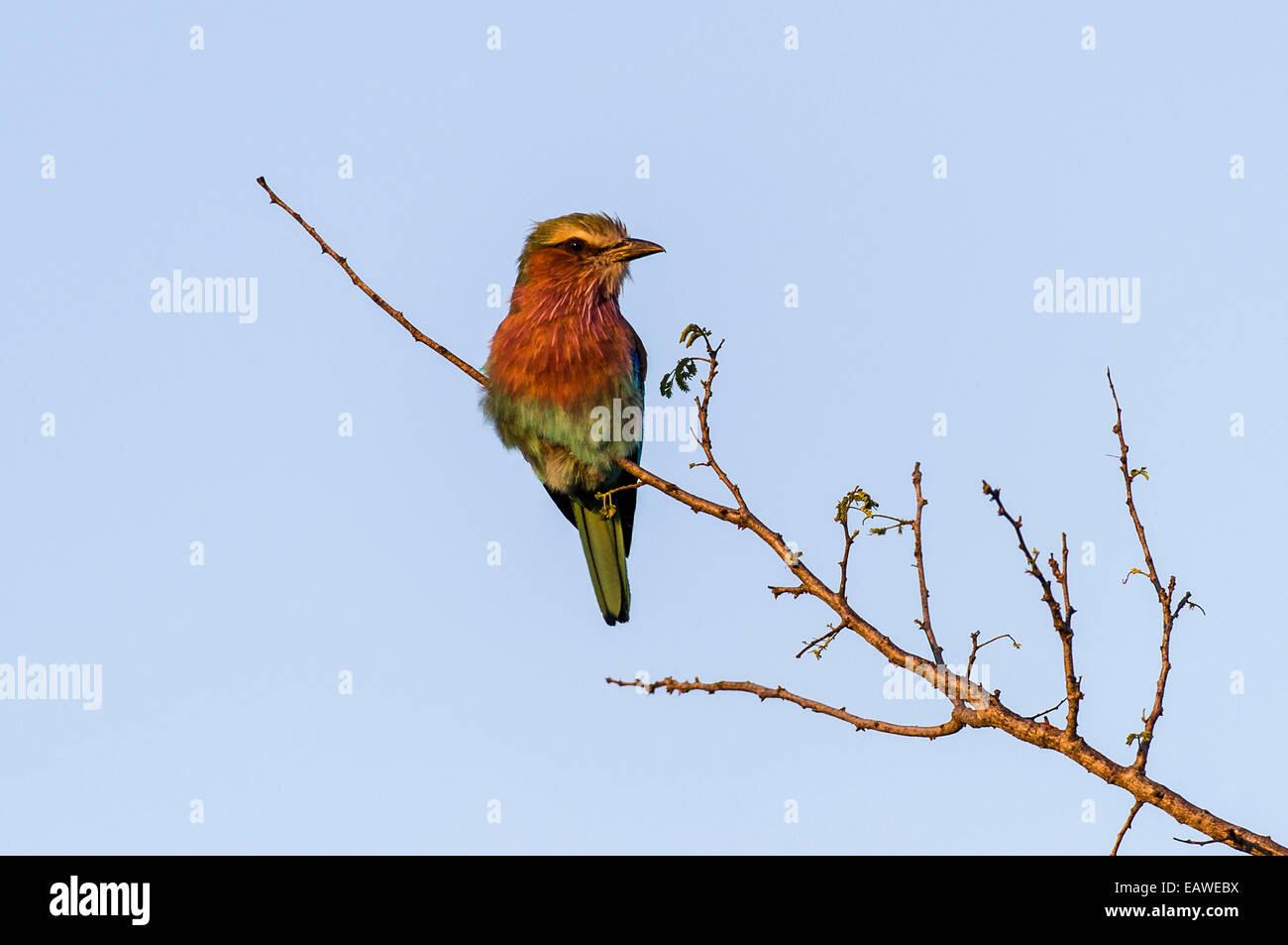 A colorful Lilac-breasted Roller roosts on a tree branch at sunset ...