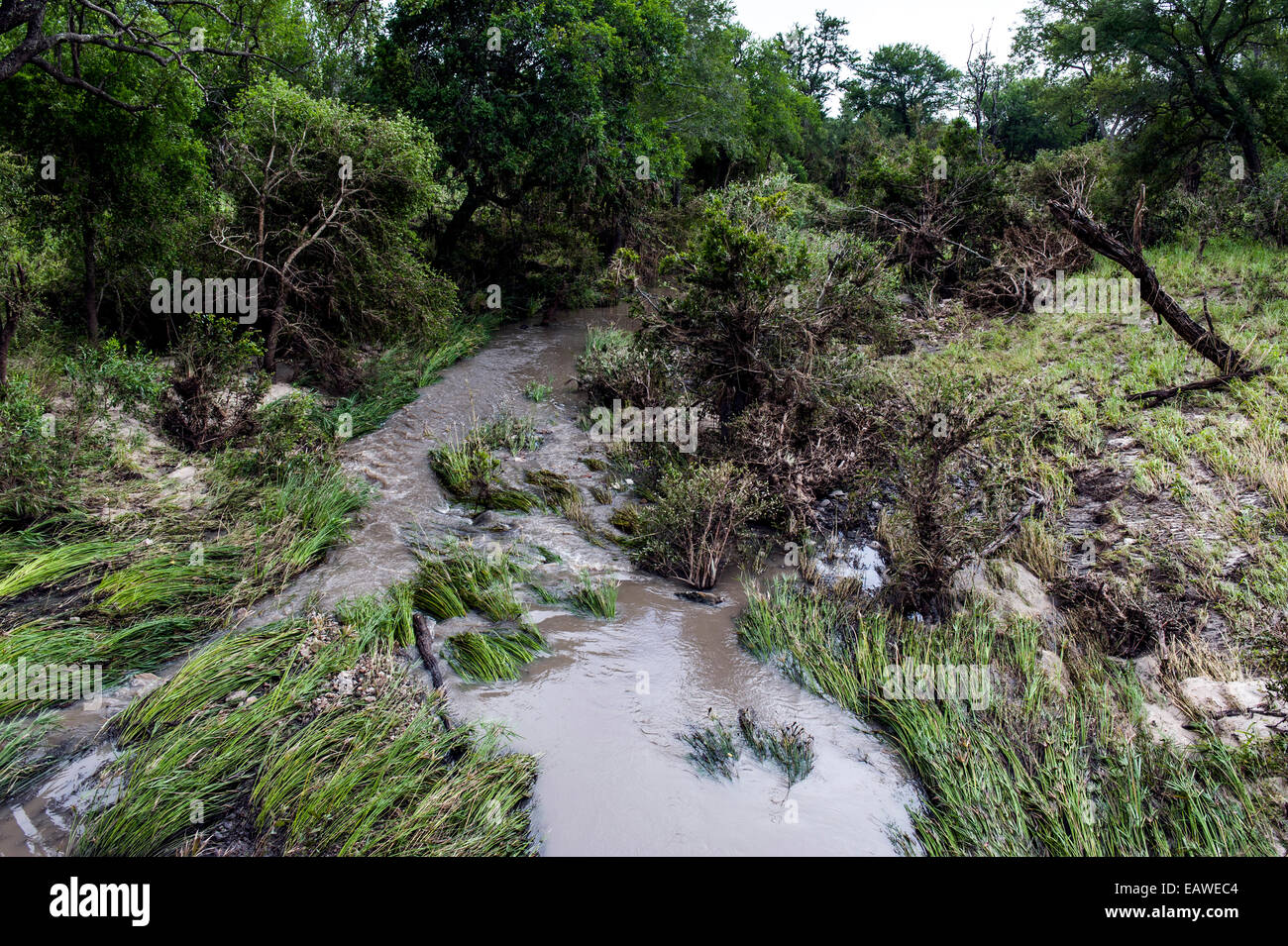 Raging floodwaters pushed reeds and grasses flat in a small river. Stock Photo