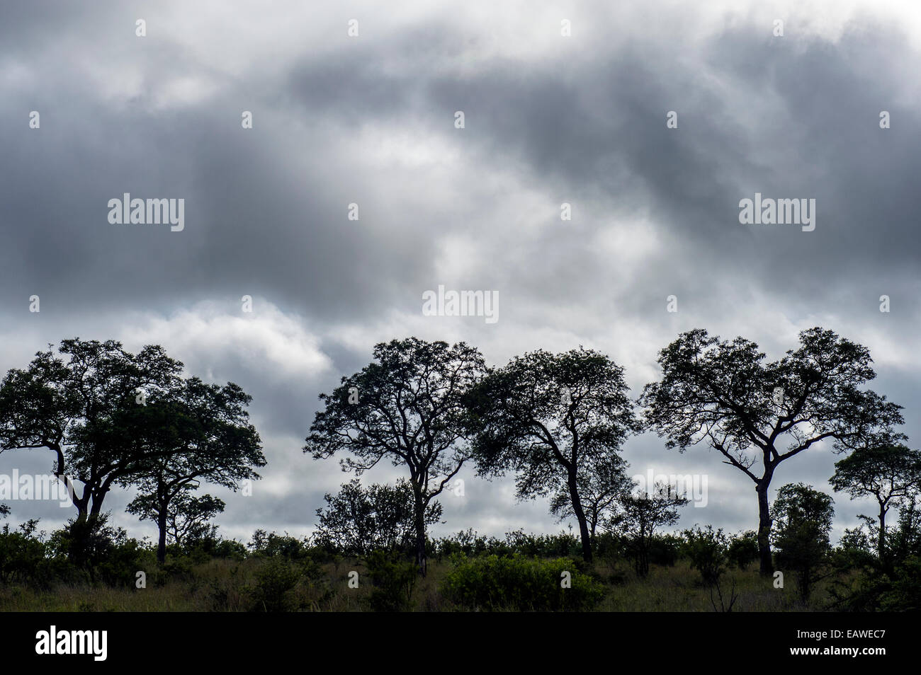 A stand of protected Leadwood trees silhouette beneath a stormy sky. Stock Photo