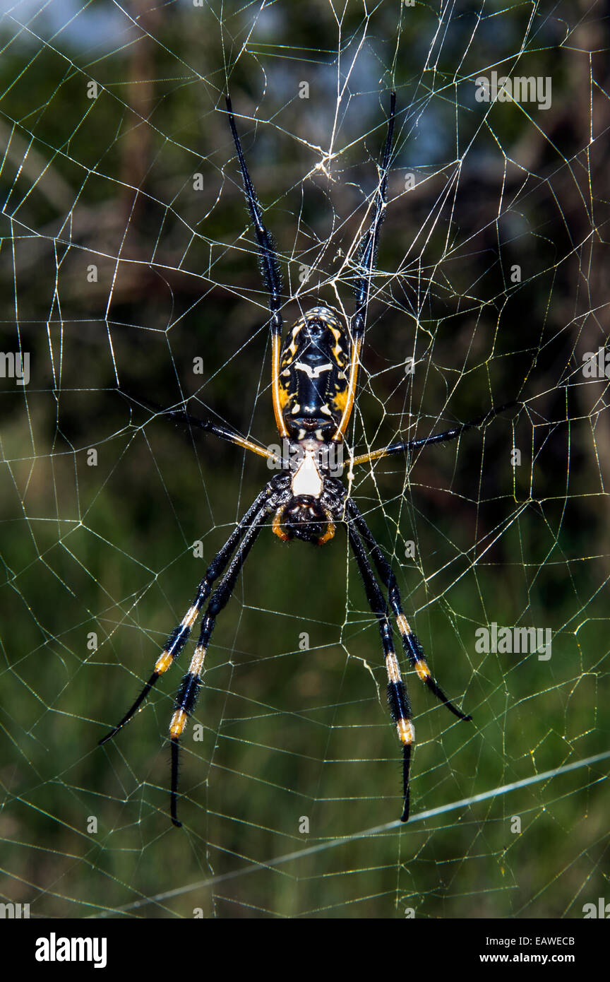 A female Orb spider suspended in her web waiting to capture prey. Stock Photo