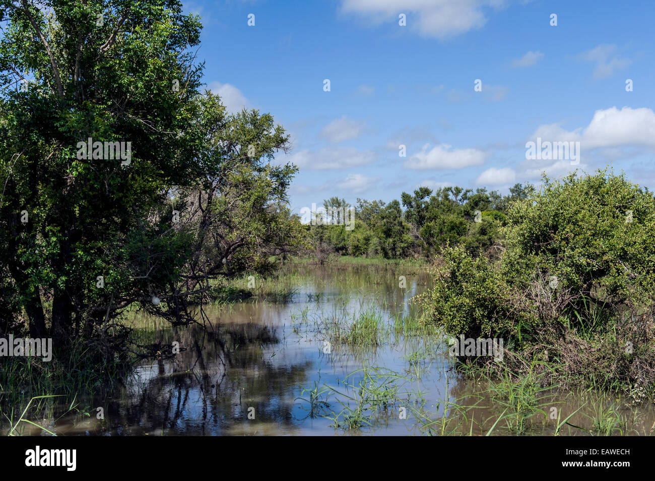 Trees surround a flooded wetland forest after a heavy rain storm. Stock Photo