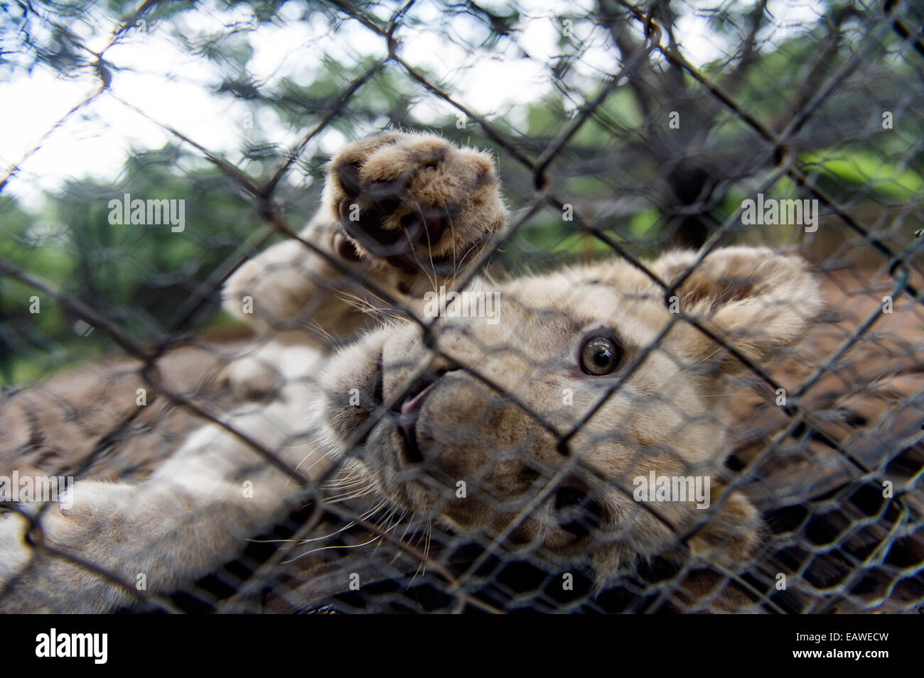 A playful African Lion cub puts his paw through the wire of his cage. Stock Photo