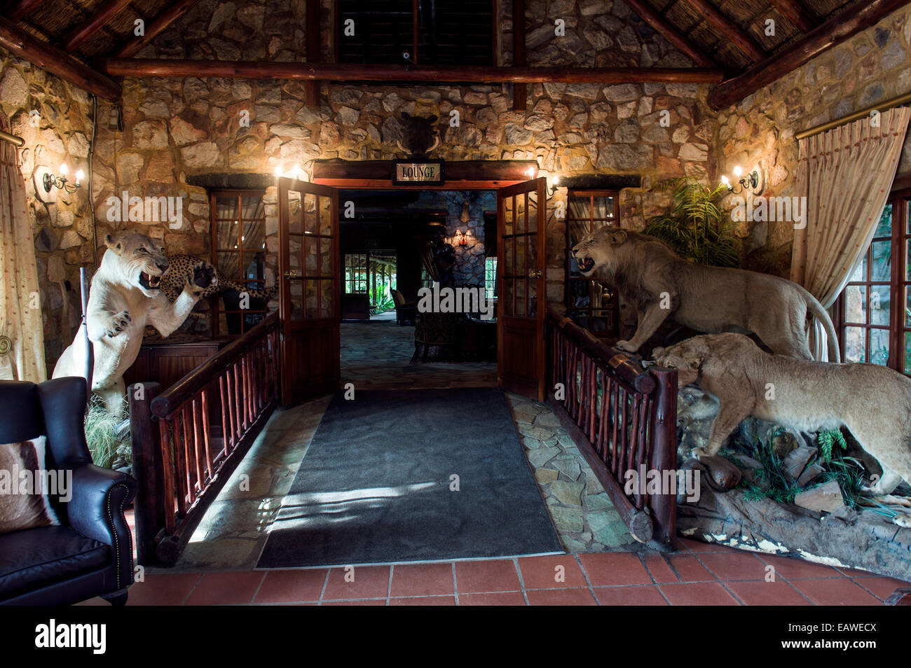 Stuffed lions greet guests in the foyer of an African safari lodge. Stock Photo