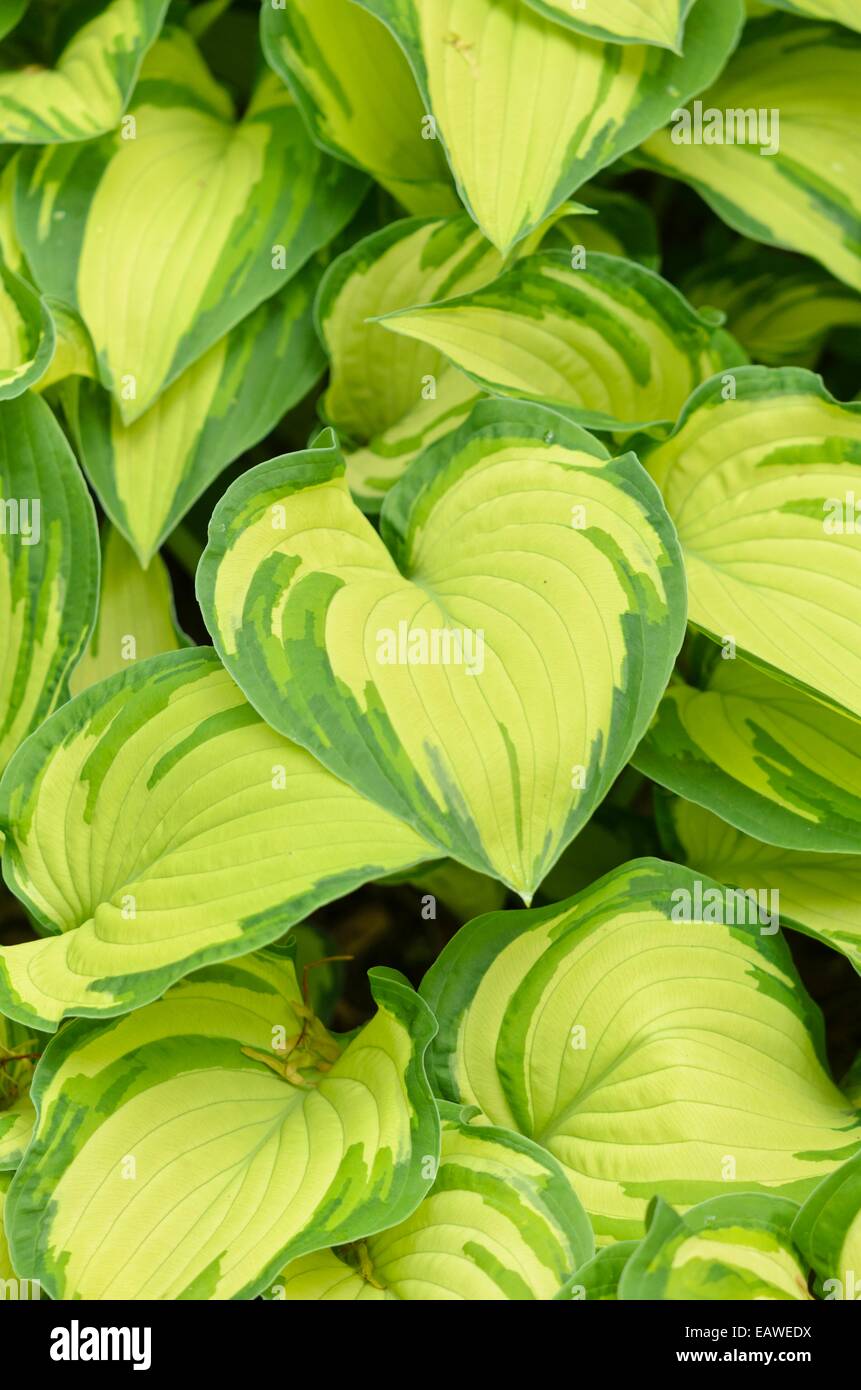 Plantain lily (Hosta ventricosa 'Aureomaculata') Stock Photo