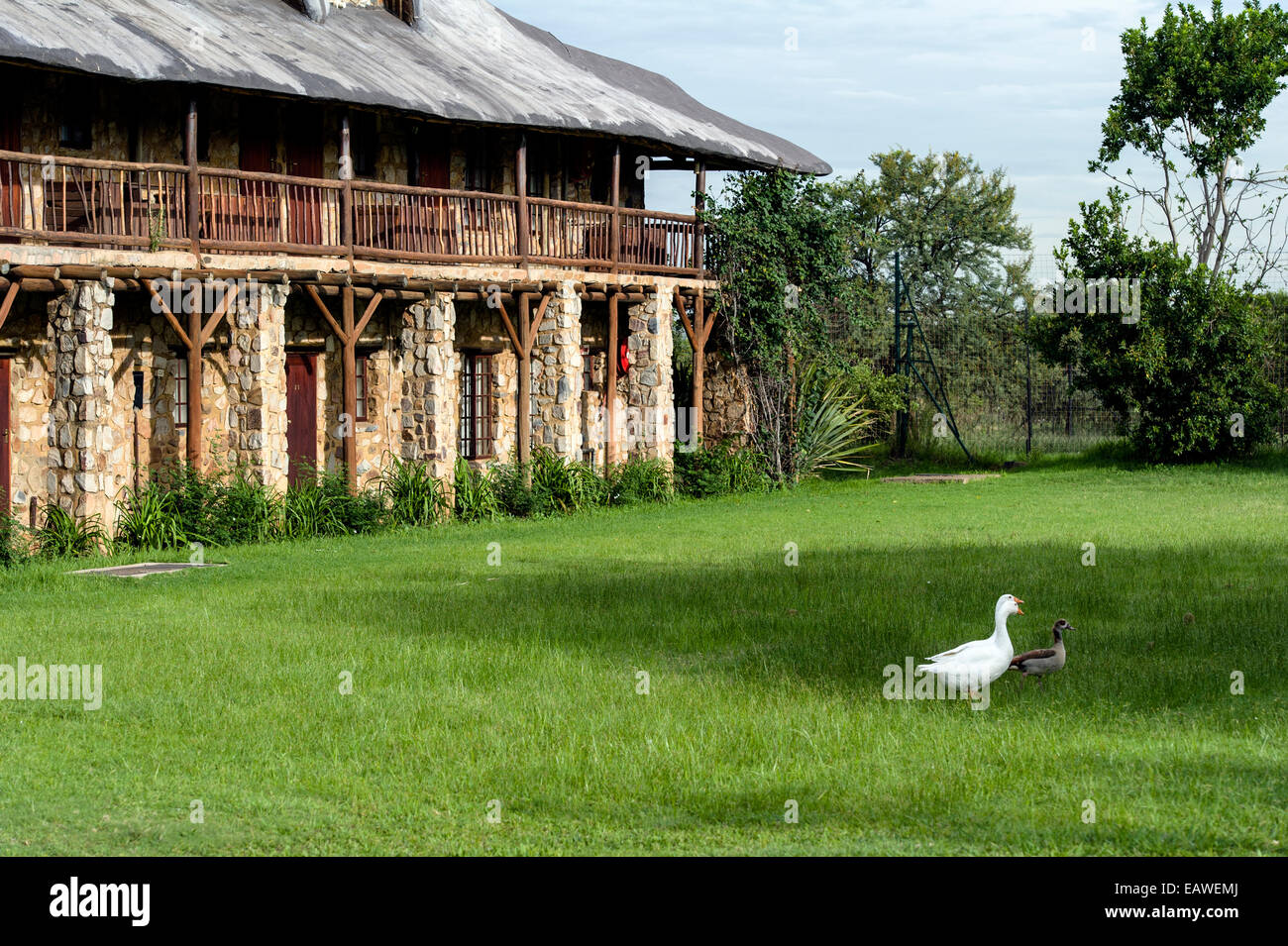 A goose and an Egyptian Goose wander through a safari lodge garden. Stock Photo