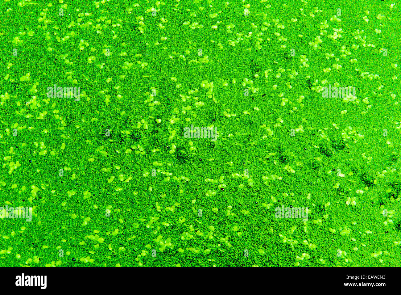 Aquatic plants and algae cover the water surface of a garden pond. Stock Photo