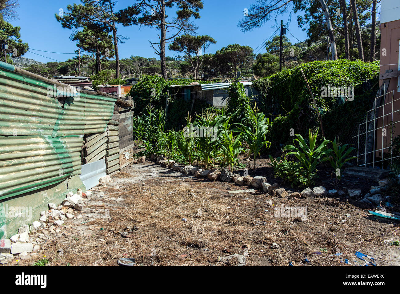 Township homes made of scrap metal and communal vegetable gardens. Stock Photo