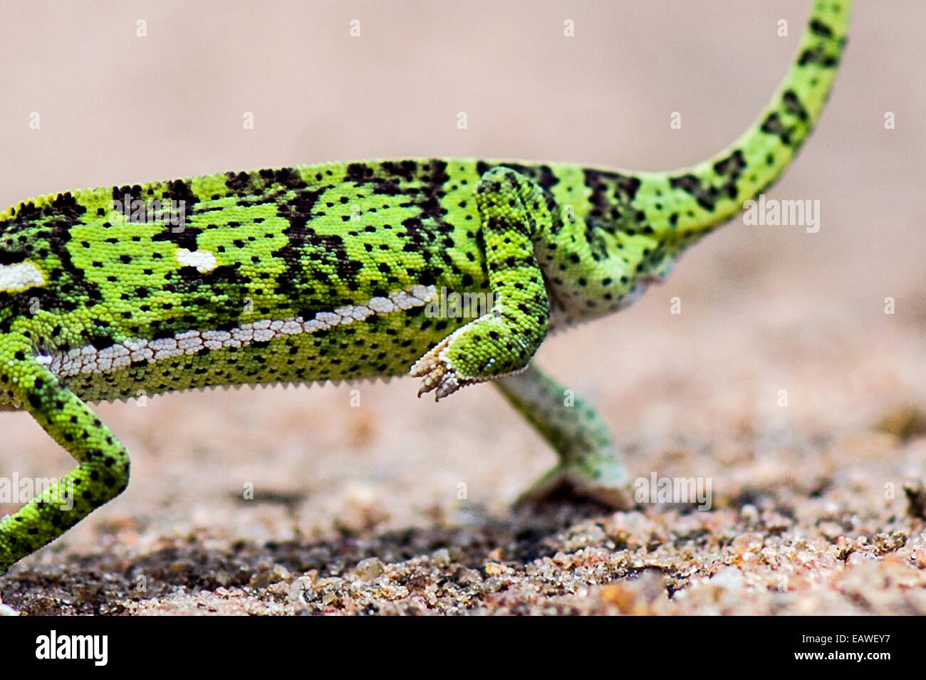 A Flap-necked Chameleon raises a leg marching across hot sandy ground. Stock Photo