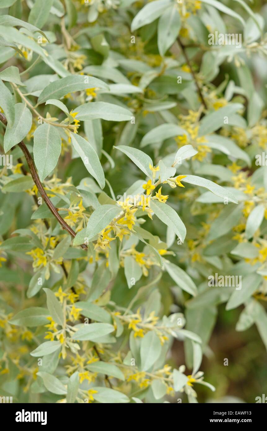 Russian olive (Elaeagnus angustifolia 'Quicksilver') Stock Photo