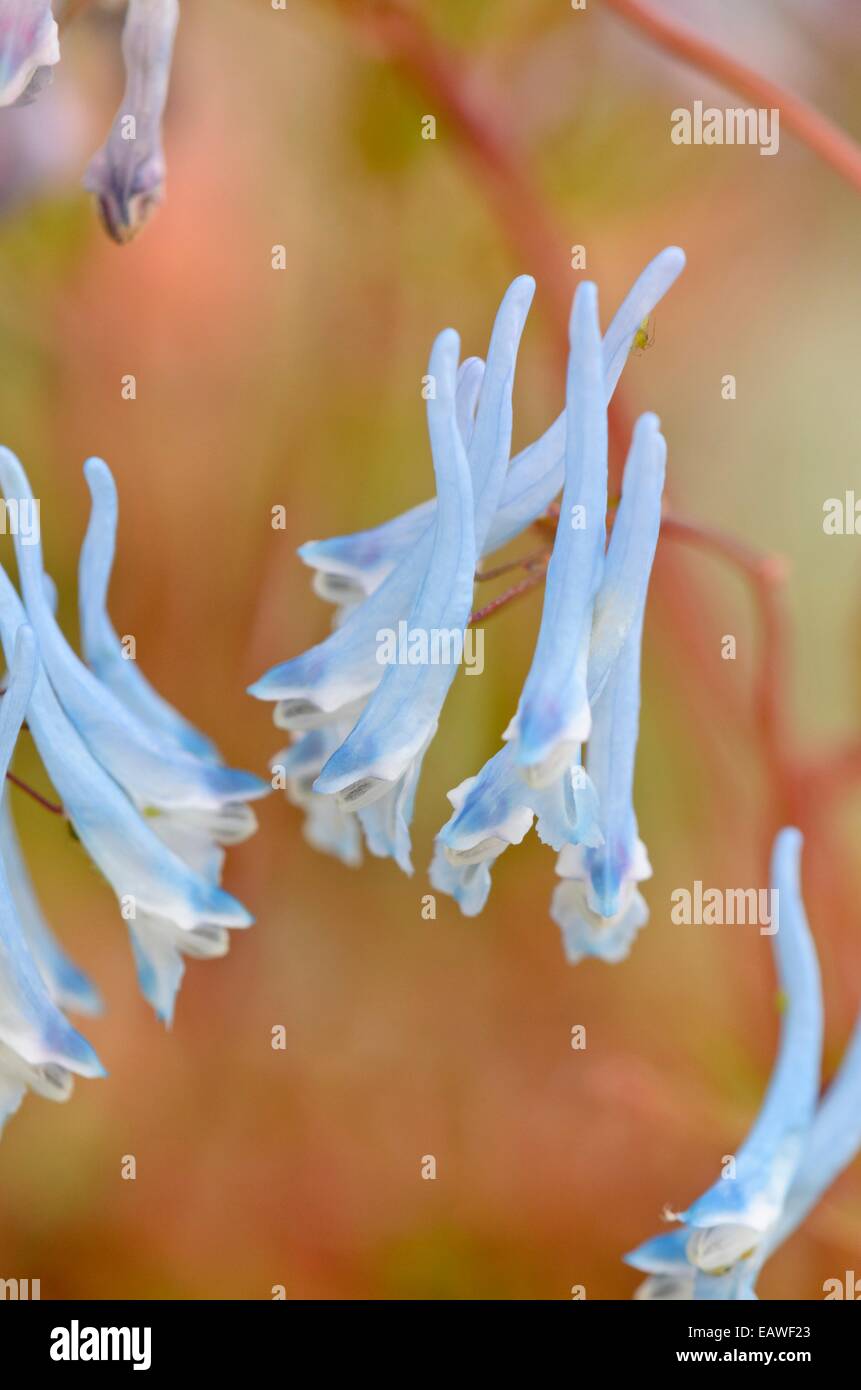 Blue corydalis (Corydalis flexuosa 'Père David') Stock Photo