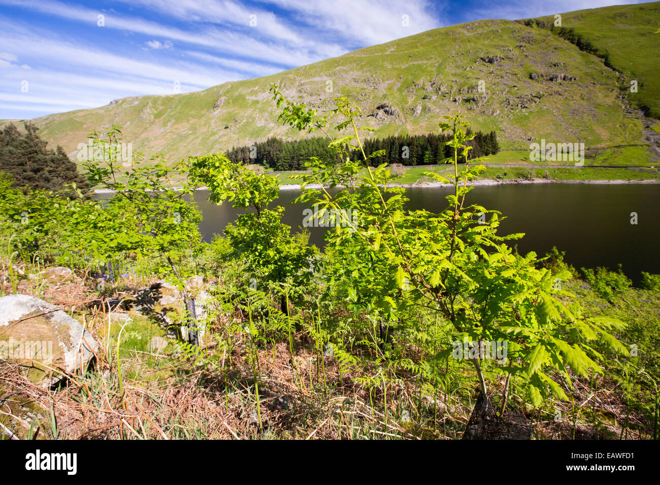 tree planting at Haweswater, Lake District, UK. Stock Photo
