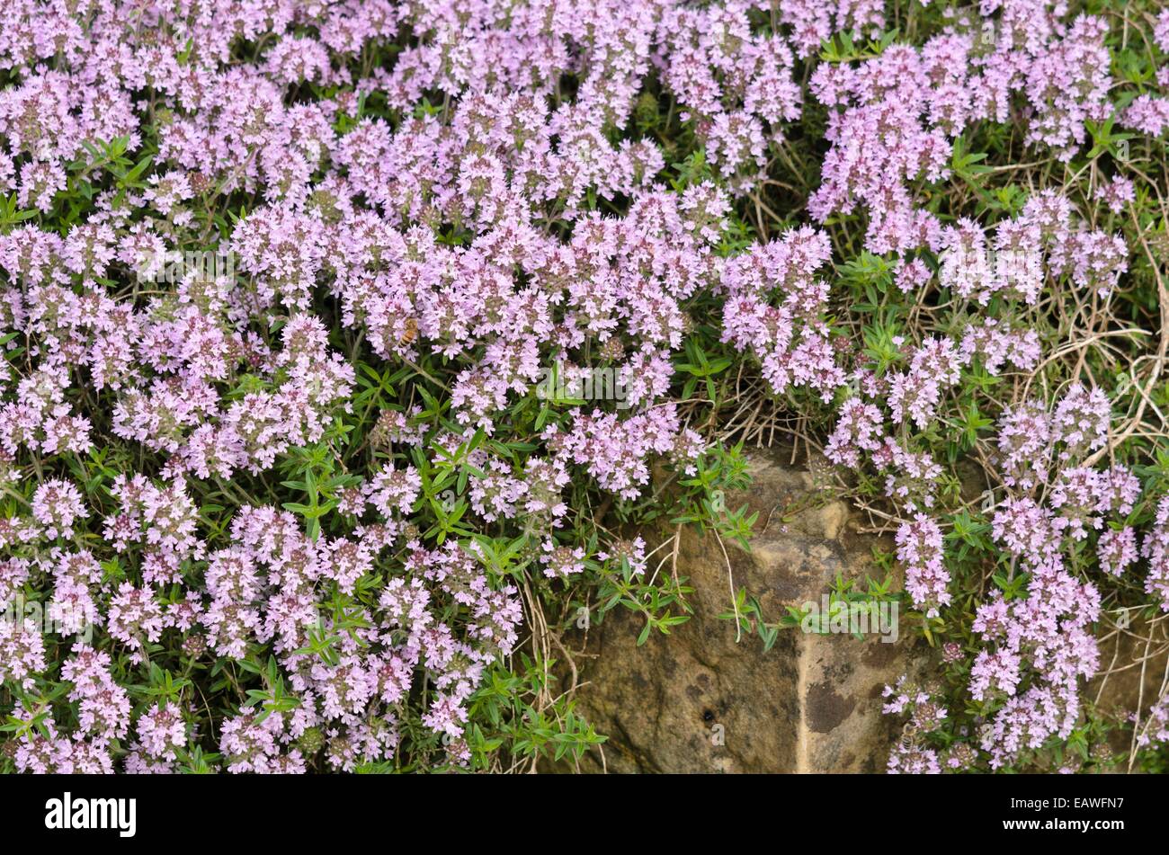 Thyme (Thymus marshallianus) Stock Photo