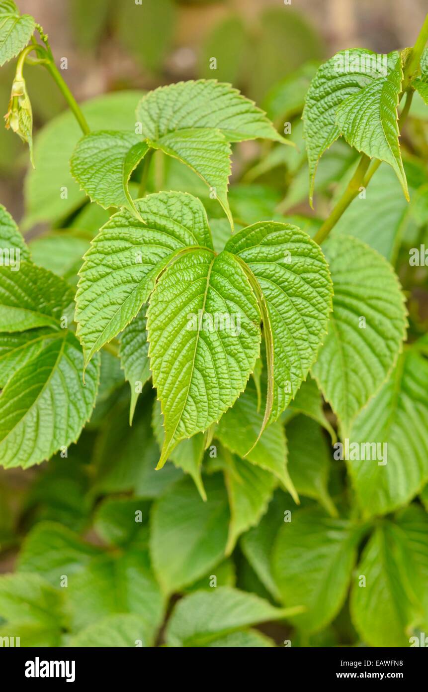 Himalayan creeper (Parthenocissus himalaica) Stock Photo