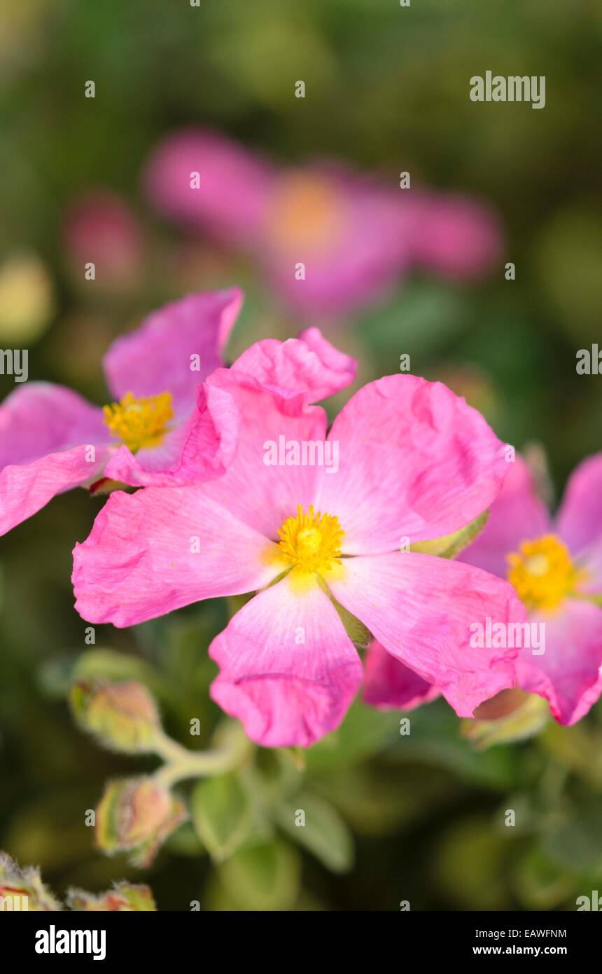 Cyme-flowered rock rose (Cistus cymosus) Stock Photo
