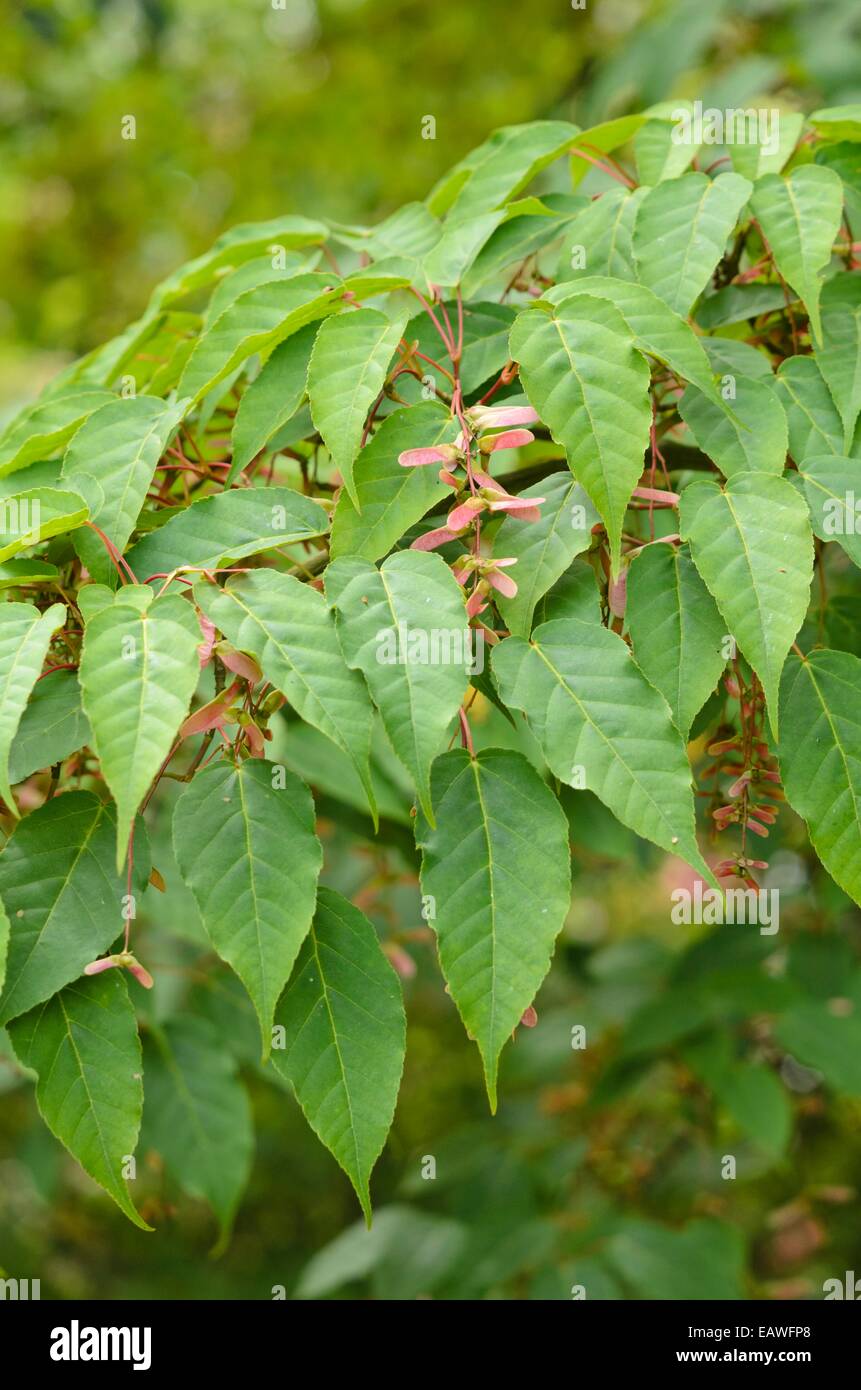 Père David's maple (Acer davidii 'George Forrest') Stock Photo